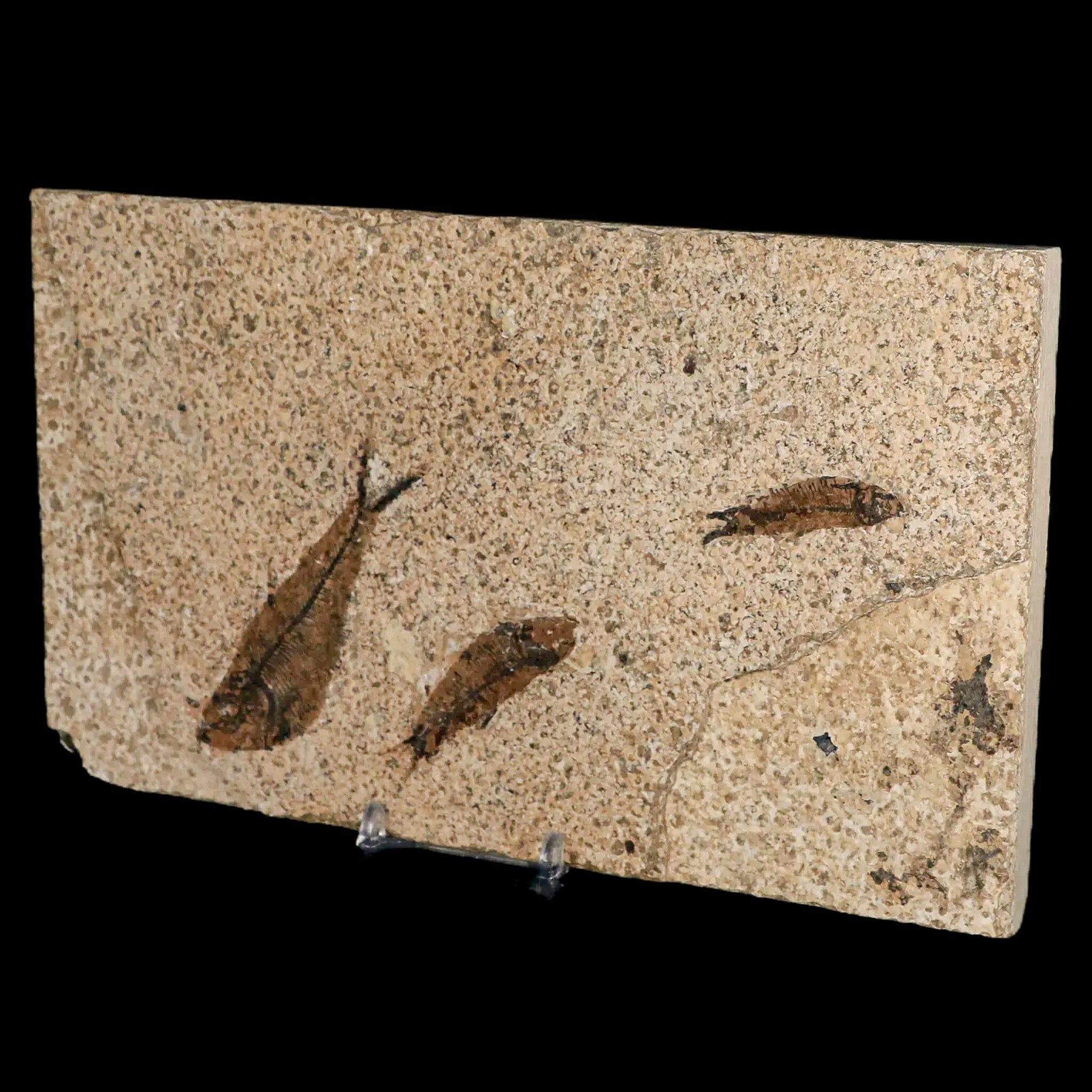 3 Authentic Diplomystus & Knightia Fossil Fish from Green River FM, WY - Eocene Age with COA - Perfect for Paleontology Collectors & Home Decor
