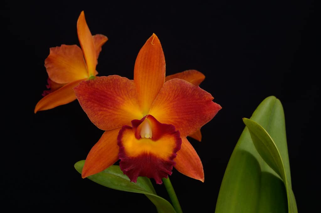 Pot.Chief Sweet Orange Orchid Plant - Live Potted Orchid for Home & Office Decor | Perfect for Gifts, Weddings & Indoor Gardening