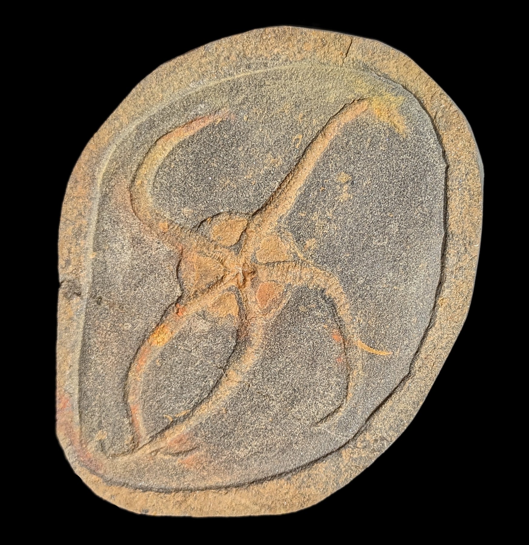 Authentic Brittle Star Fossil Plate - Premium Natural Marine Fossil Specimen for Collectors & Decor | Perfect for Home Display, Science Education & Gifts