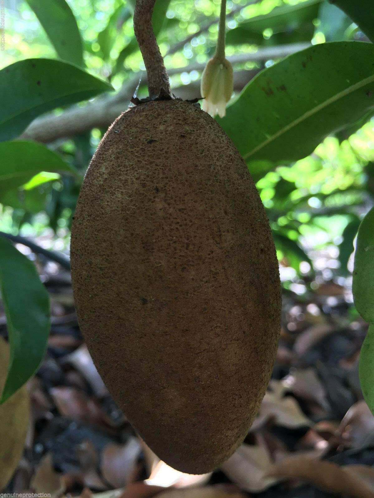 Sapodilla Tree (Manilkara Zapota) - Chiku Makok Tropical Fruit Plant Seedling for Home Garden & Landscaping | Grow Your Own Exotic Fruit Tree