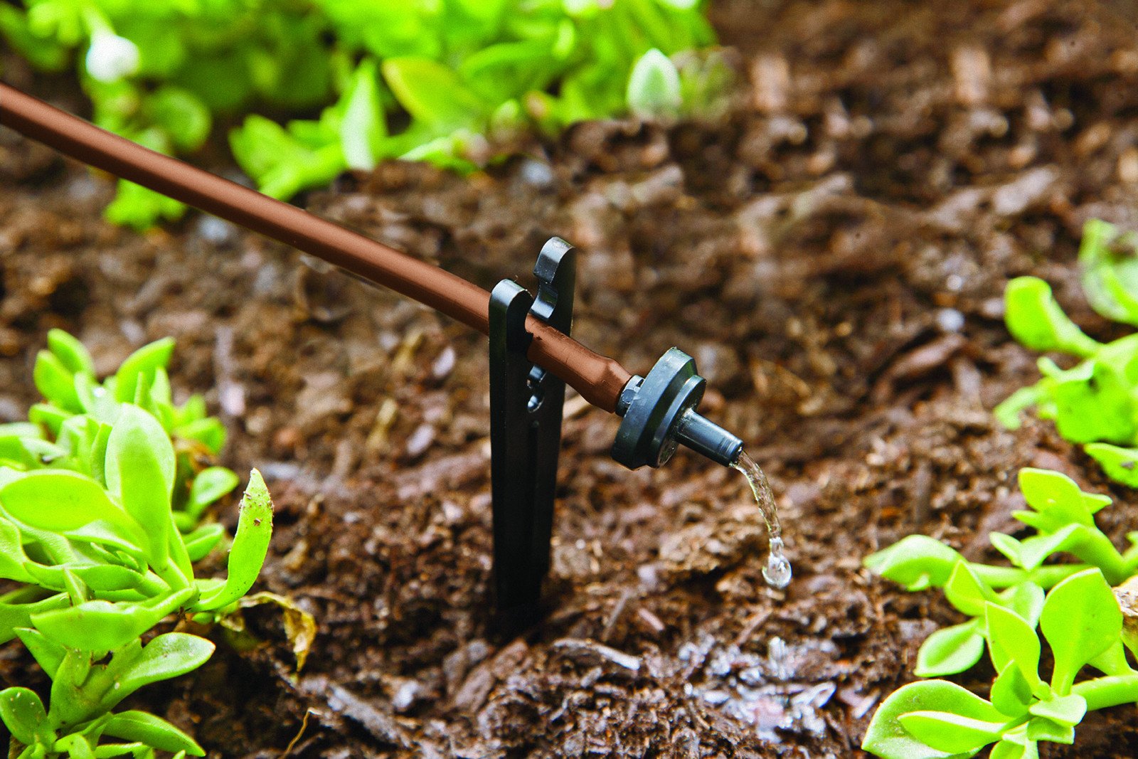 Raindrip SDFSTH1P Automatic Drip Irrigation Watering Kit with Timer - Adjustable 2 GPH Drippers for Flowers, Shrubs, Trees (Up to 10 Plants) | Perfect for Garden, Greenhouse & Landscape Watering System