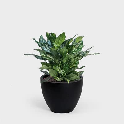 Aglaonema Chinese Evergreen Indoor Plant - Low Light Houseplant for Home, Office & Decor