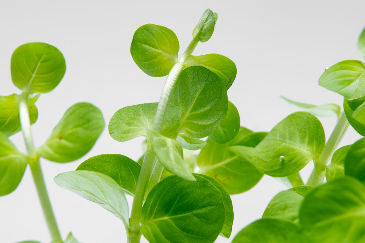 Rotala Rotundifolia Green Aquatic Plant for Freshwater Aquariums - Perfect for Aquascaping and Fish Tank Decoration