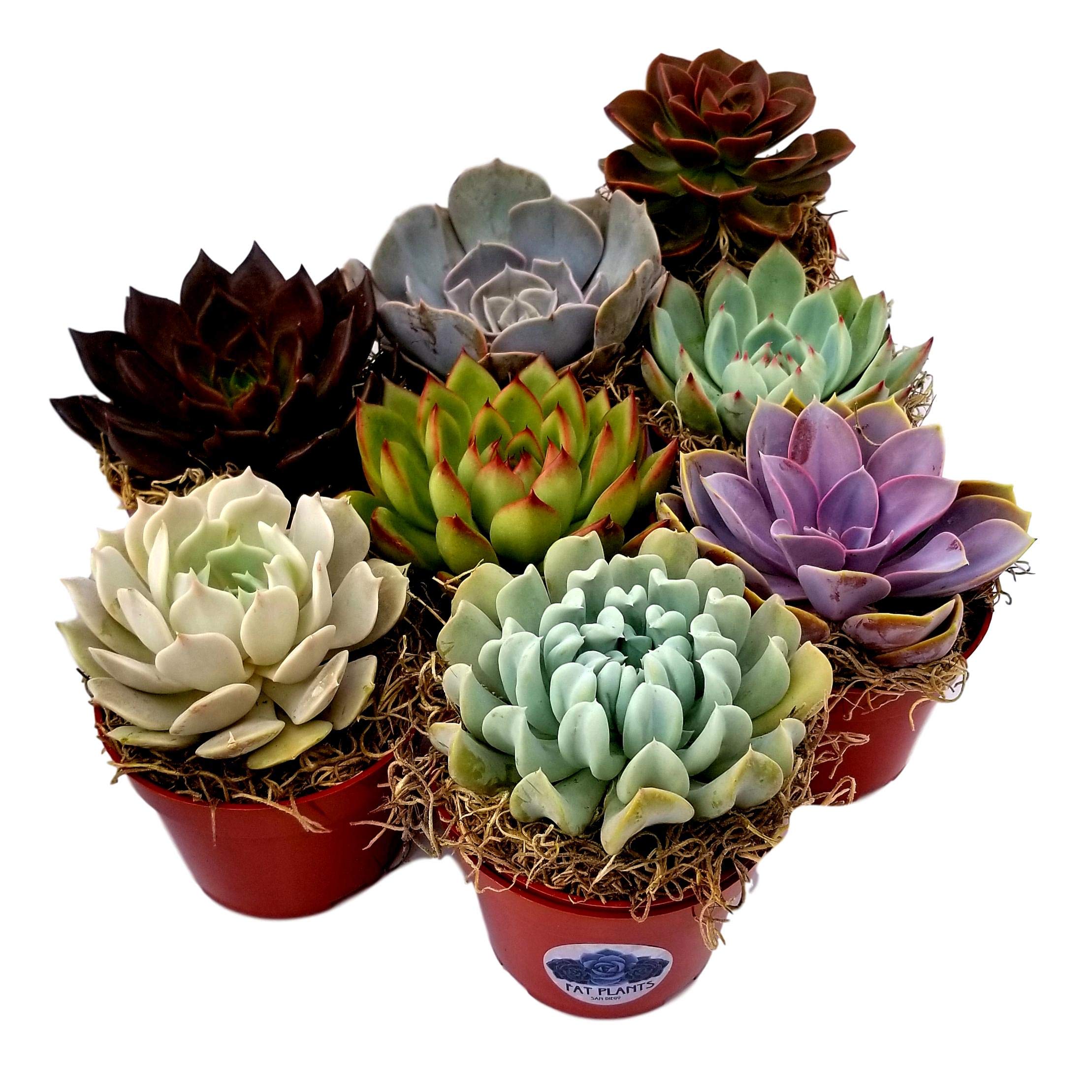 Fat Plants San Diego Large Rosette Succulent Collection in Plastic Growers Pots - Perfect for Home Decor, Office Plants & Succulent Garden Arrangements