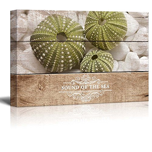 Sea Urchin - 04