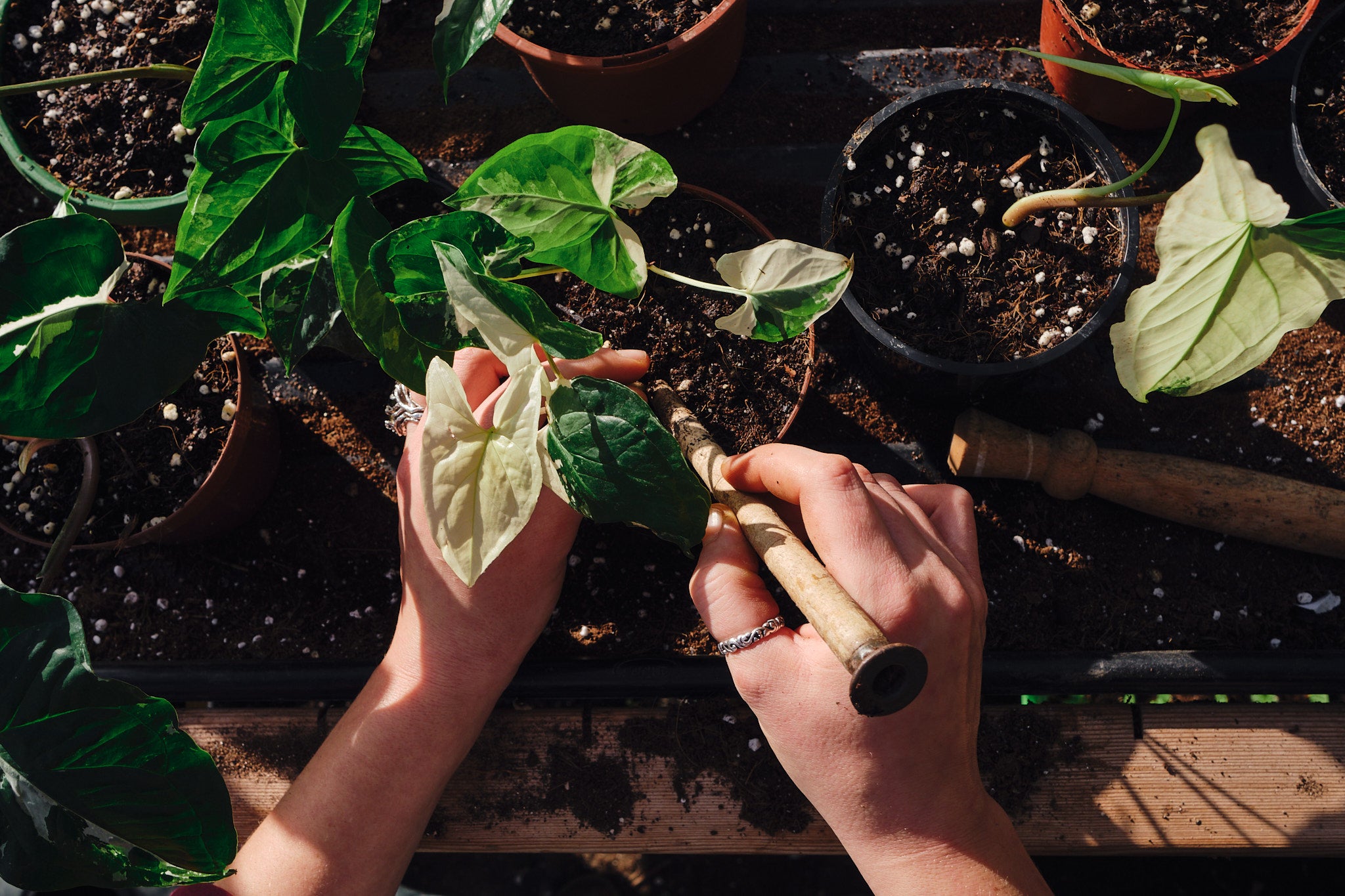 Best Repotting Workshop for Plant Lovers - April 27, 2025 | Learn Plant Care & Potting Techniques for Indoor & Outdoor Gardening