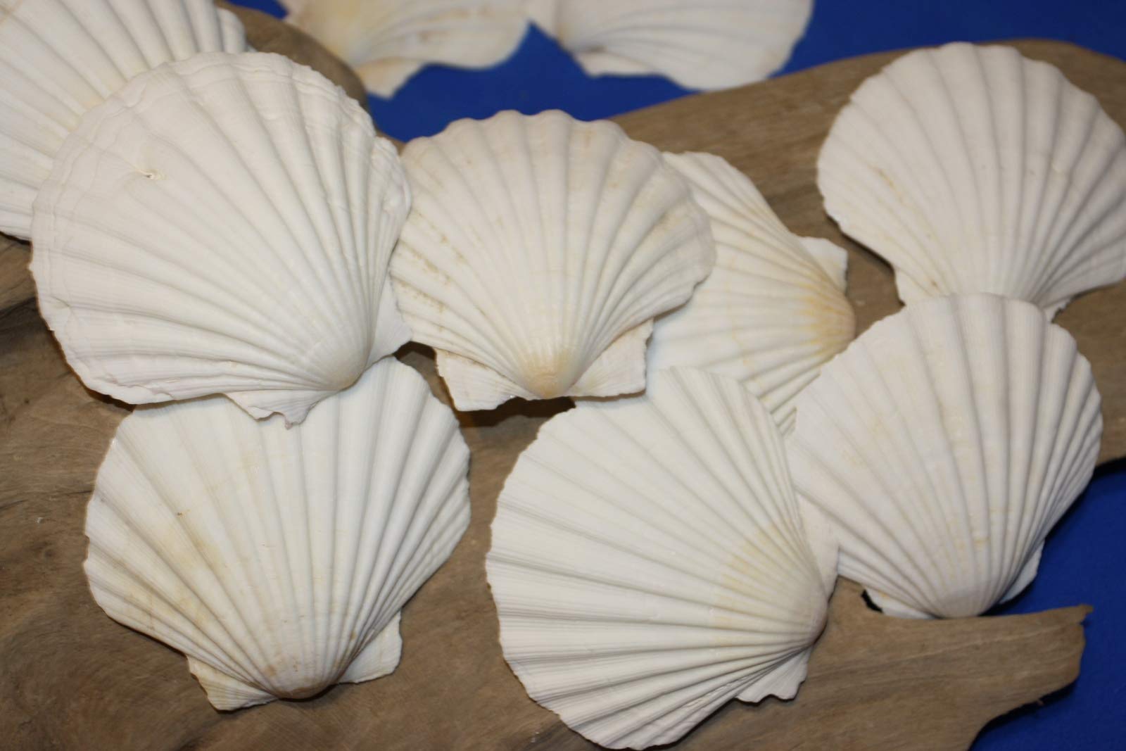 30-Piece Irish Seashell Cups Set for Beach Wedding Decor – 3.75