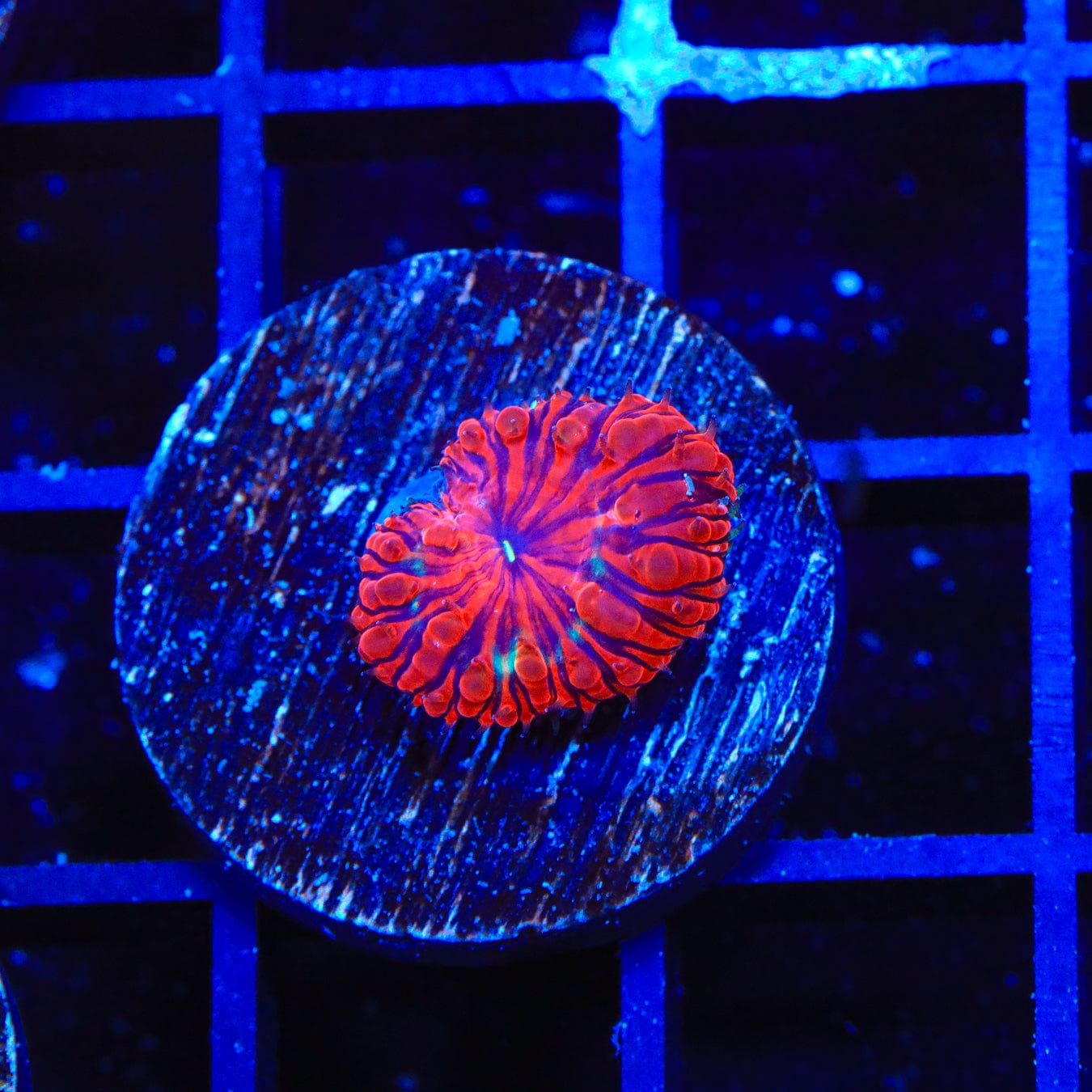 Premium Black Widow Blastomussa Coral for Saltwater Aquariums - Vibrant LPS Coral for Reef Tanks & Marine Displays