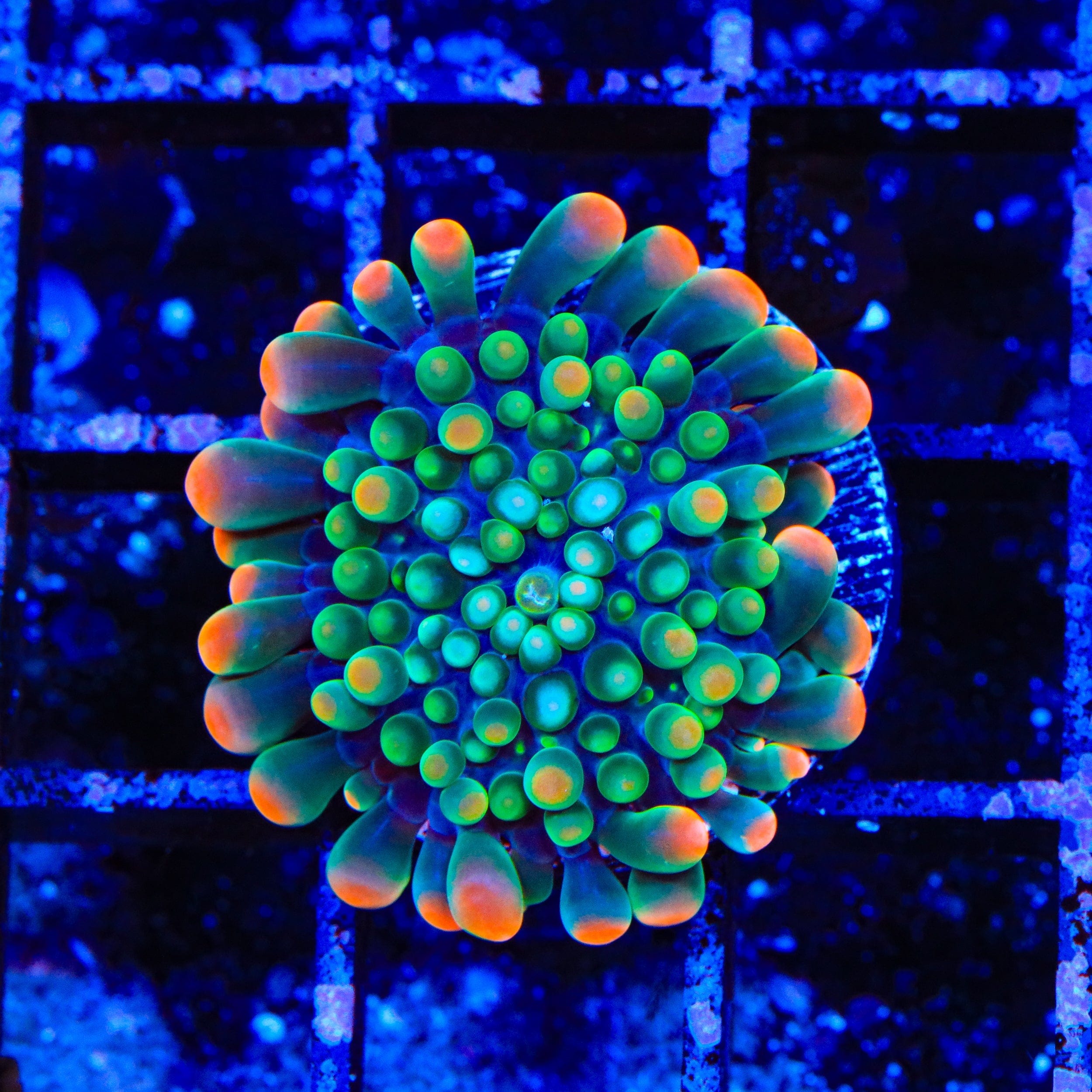 Clown Around Yuma Coral - Vibrant Saltwater Coral for Aquariums | Perfect for Reef Tanks & Marine Displays