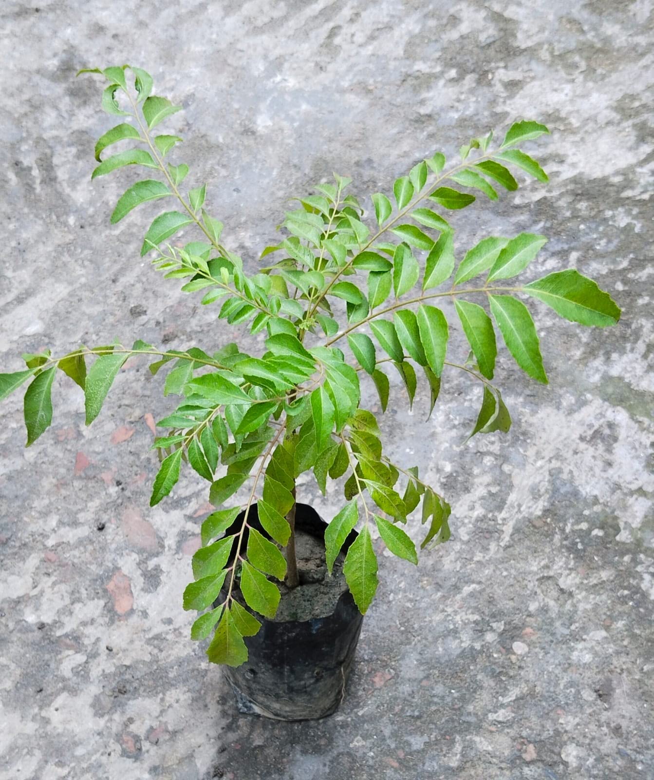 Golden Bloom Curry Leaves Plant (Murraya Koenigii) - Fresh Kadi Patta Sweet Neem Live Herb Plant for Cooking, Ayurvedic Remedies & Home Gardening