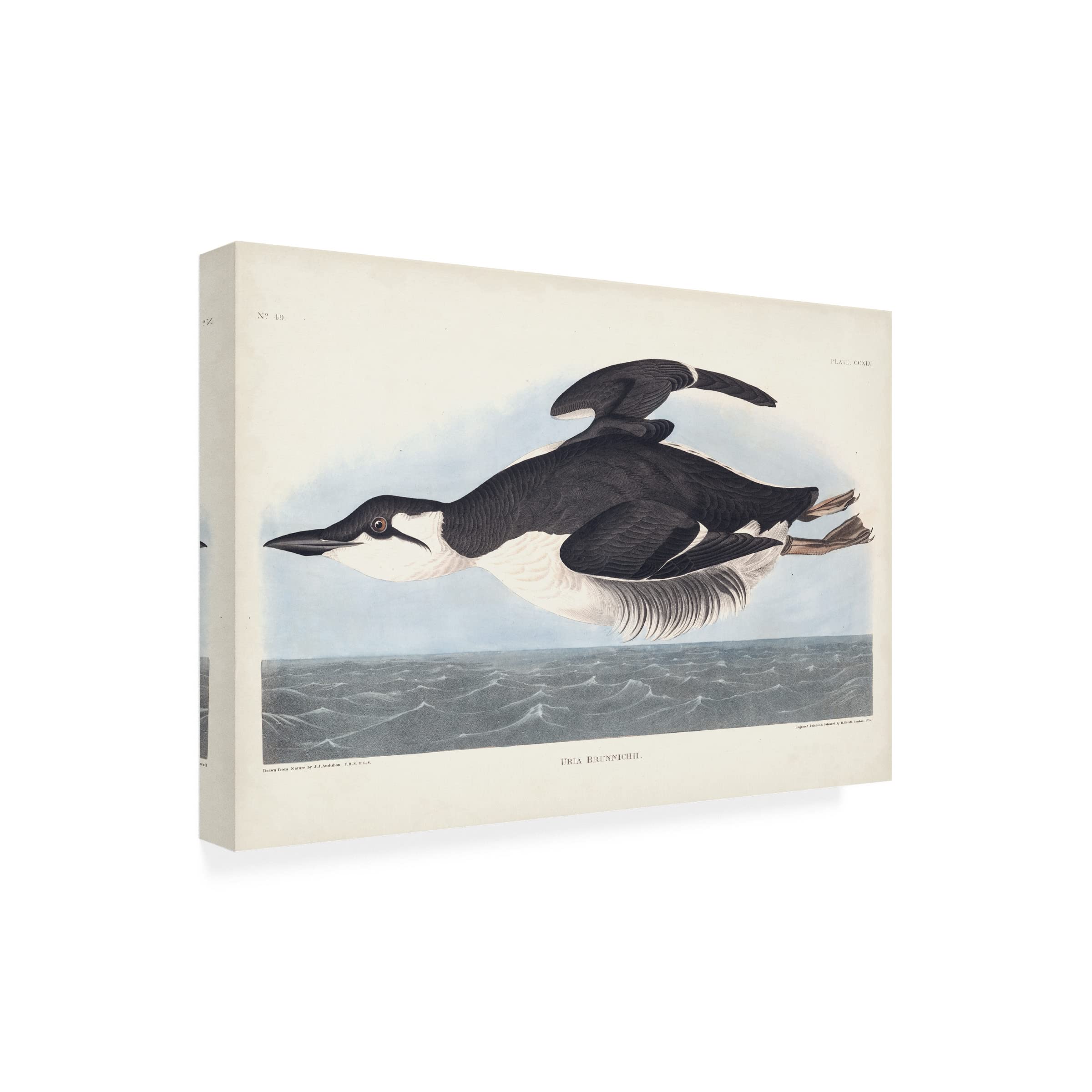 Trademark Fine Art 'Uria Brunnichi' by John James Audubon - 12x19 Inch Premium Canvas Wall Art - Perfect for Living Room, Bedroom & Office Decor