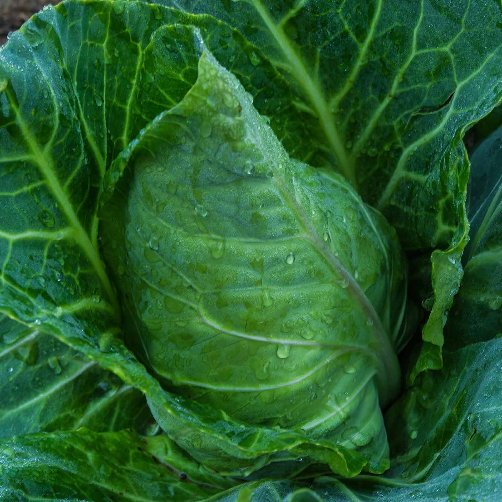 Champion Collards Seeds - 1 Pound (128,000 Seeds) - Non-GMO Heirloom Microgreens & Collard Greens Seeds for Vegetable Gardening - Perfect for Home Garden, Hydroponics & Healthy Eating
