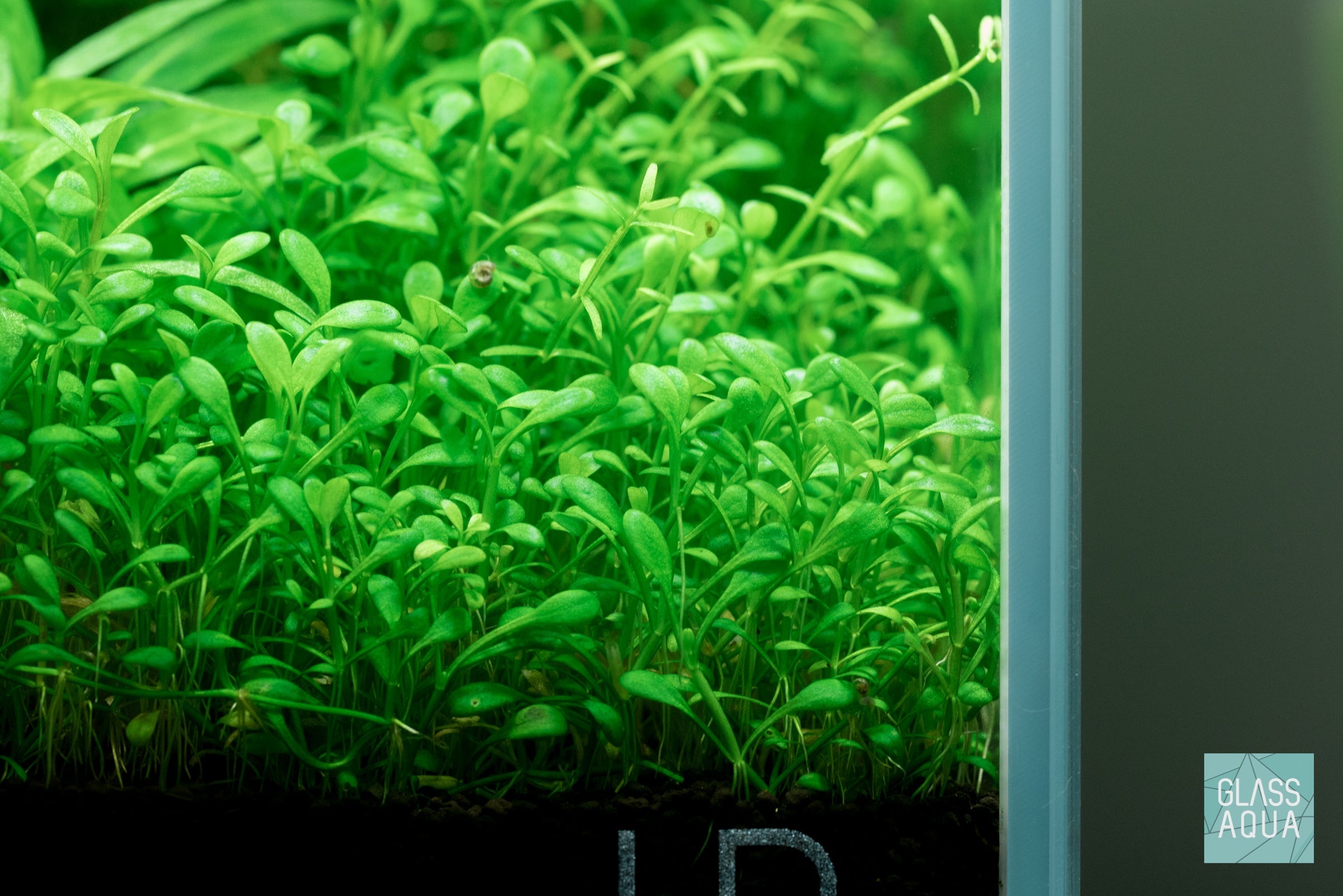 Glossostigma Elatinoides - Premium Aquatic Carpet Plant for Freshwater Aquariums | Perfect for Foreground Planting, Aquascaping, and Nano Tanks