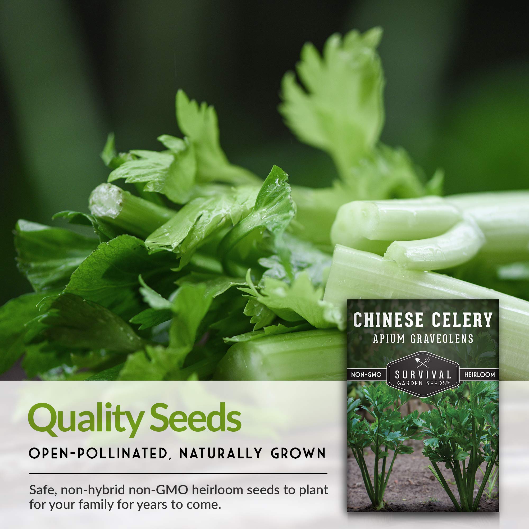 Non-GMO Heirloom Chinese Celery Seeds for Planting - Grow Asian Celery at Home with Easy Instructions - Survival Garden Seeds for Vegetable Gardening | Perfect for Home Gardens, Urban Farming & Asian Cuisine