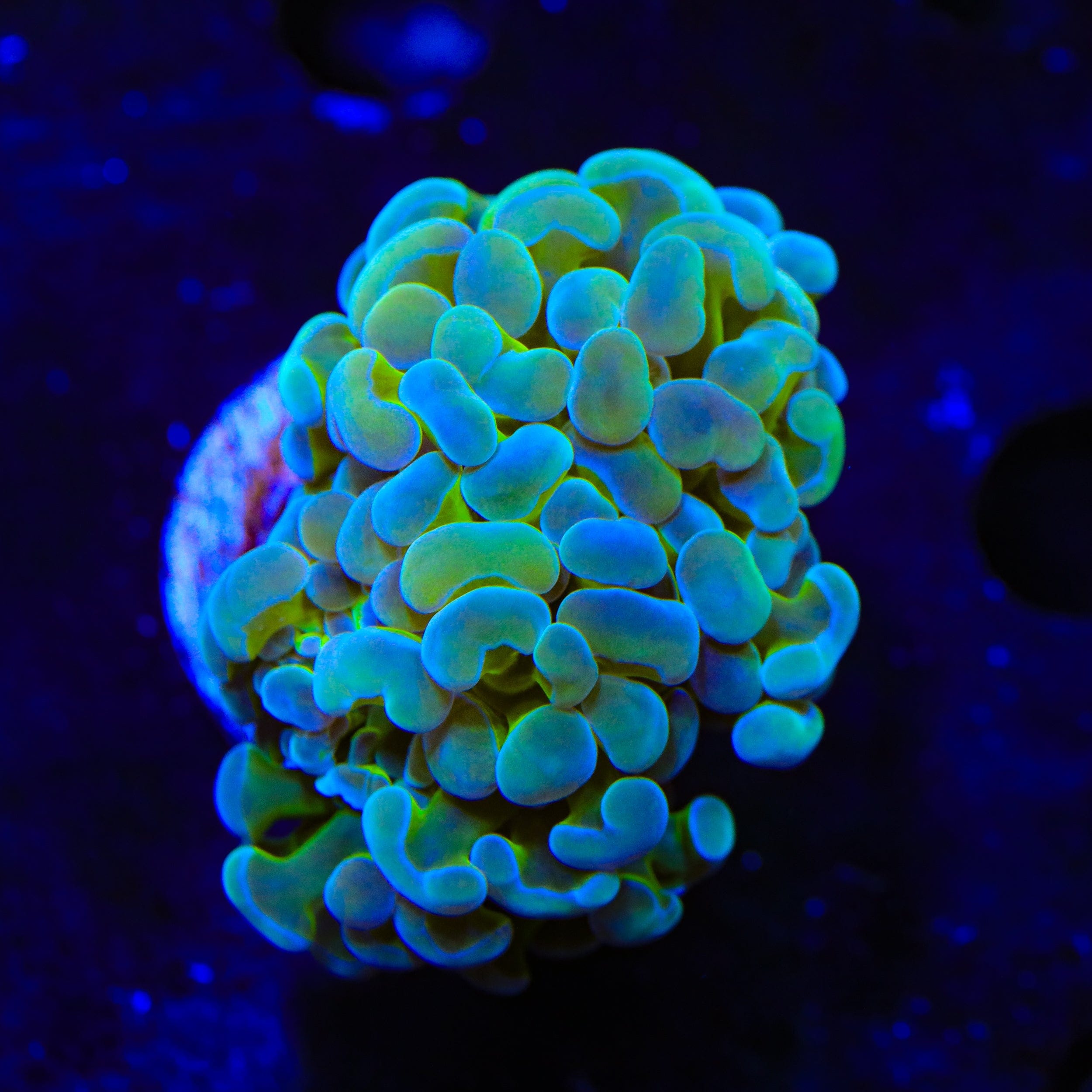 Premium Fever Hammer Coral for Saltwater Aquariums - Vibrant LPS Coral for Reef Tanks & Marine Aquascaping | Perfect for Beginners & Advanced Hobbyists