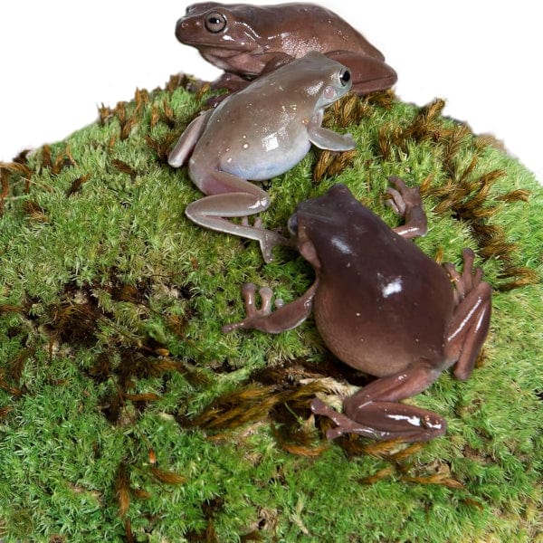 Galápagos Pillow Moss - Premium Natural Moss for Terrariums, Vivariums & Home Decor | Perfect for DIY Projects, Fairy Gardens & Indoor Plant Displays