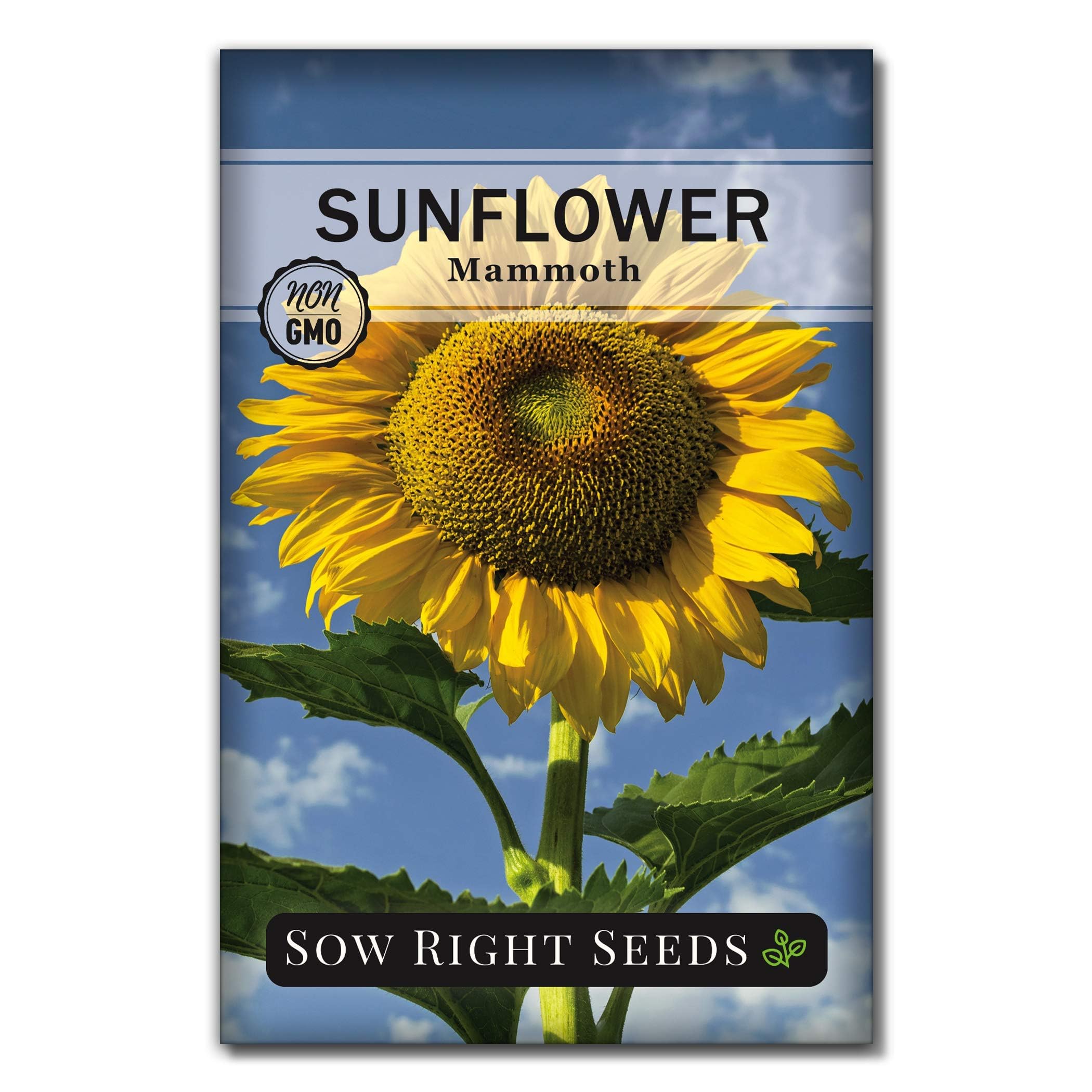 Sow Right Seeds - Non-GMO Heirloom Mammoth Sunflower Seeds for Planting - Grow Giant Sunflowers with Bright Yellow Blooms in Your Garden - Attracts Bees & Birds - Perfect for Outdoor Gardens, Backyard Landscaping & Pollinator-Friendly Yards (1 Pack)