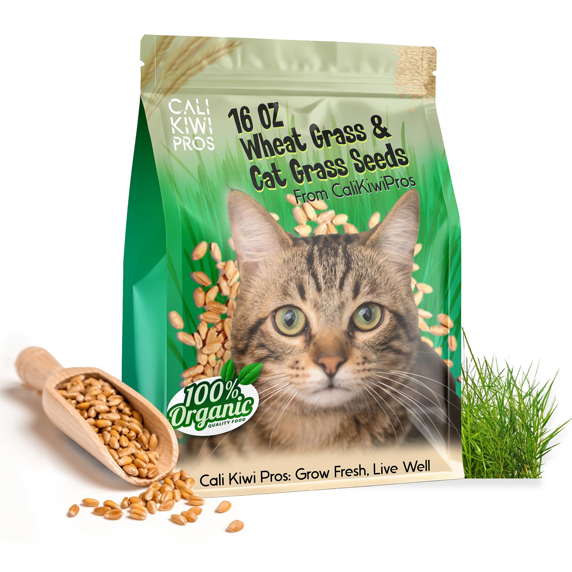 Organic Cat Grass for Indoor Cats - Wheat Grass Seeds for Digestion & Hairball Relief | Non-GMO, 16oz | Healthy Snack for Pets & Natural Home Decor