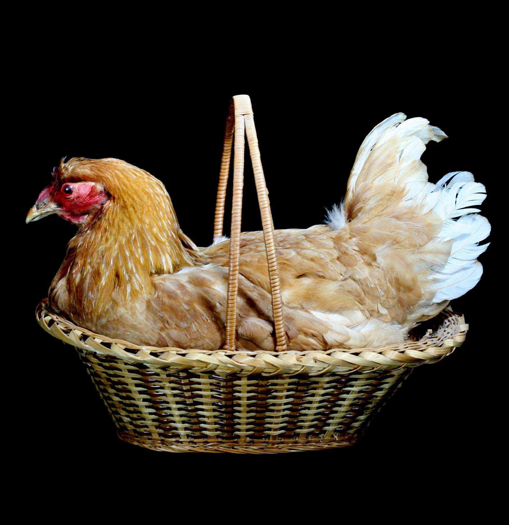 Natural Reed Basket with Chicken Taxidermy - Unique Home Decor for Rustic Farmhouse & Hunting Lodge Style