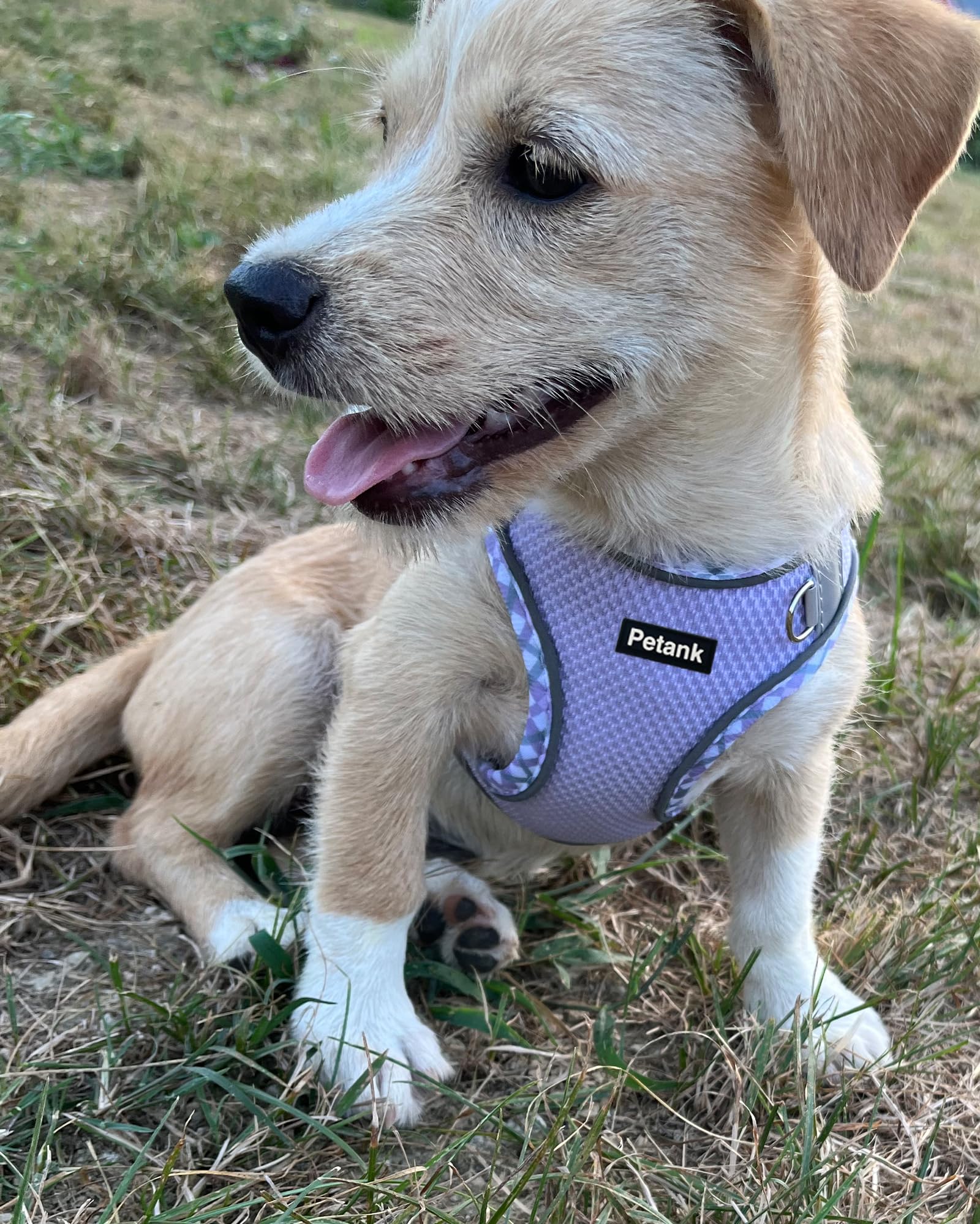 Petank No-Pull Dog Harness & Leash Set for Small & Medium Dogs - Adjustable Puppy Harness for Walking, Running, Training - Comfortable Easy Walk Vest Harness for Small Breeds (Purple, Size S) | Perfect for Daily Walks, Jogging, and Obedience Training