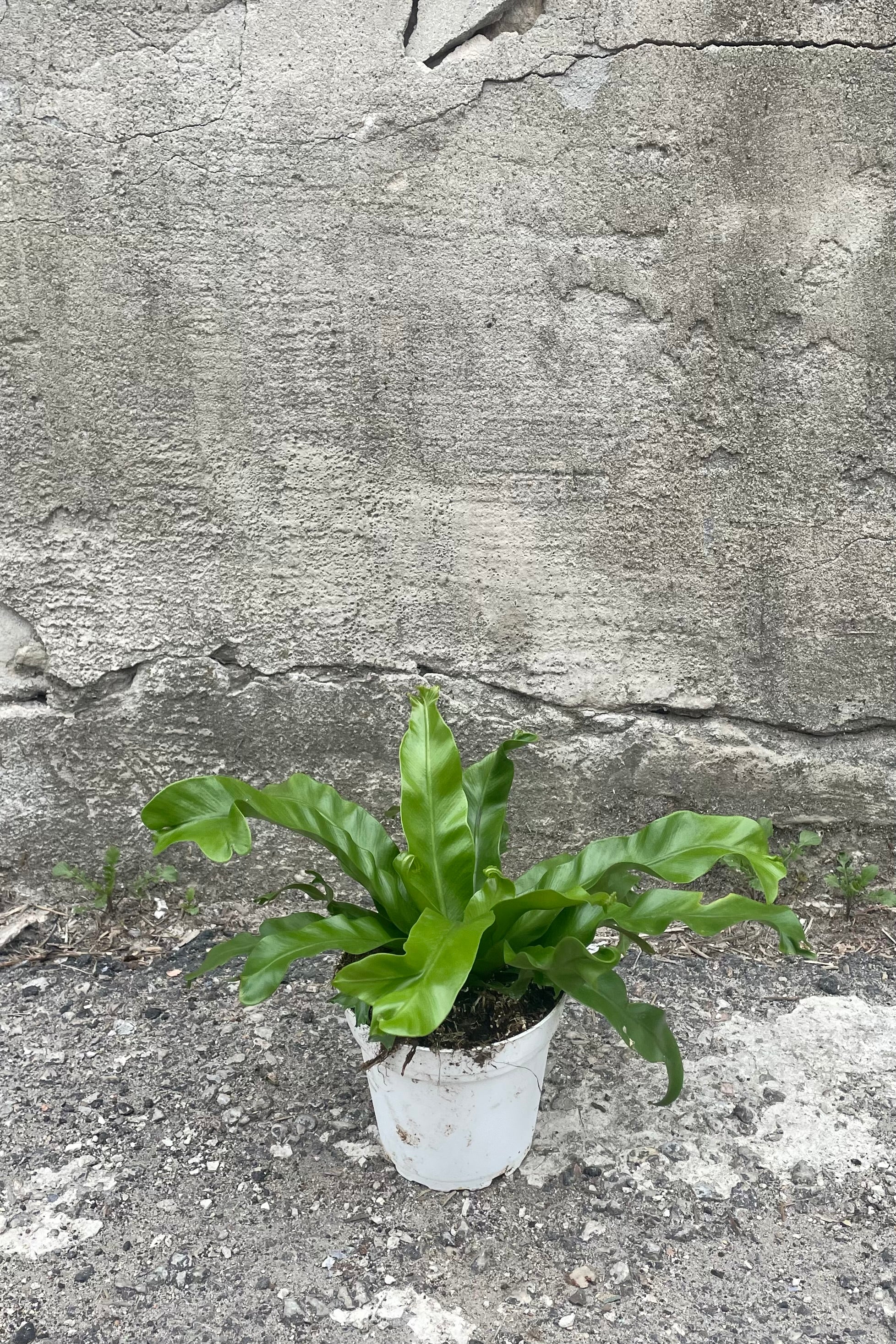 Asplenium Antiquum 'Leslie' - 4 Inch Japanese Bird's Nest Fern - Perfect for Home Decor, Office Plants & Indoor Gardening