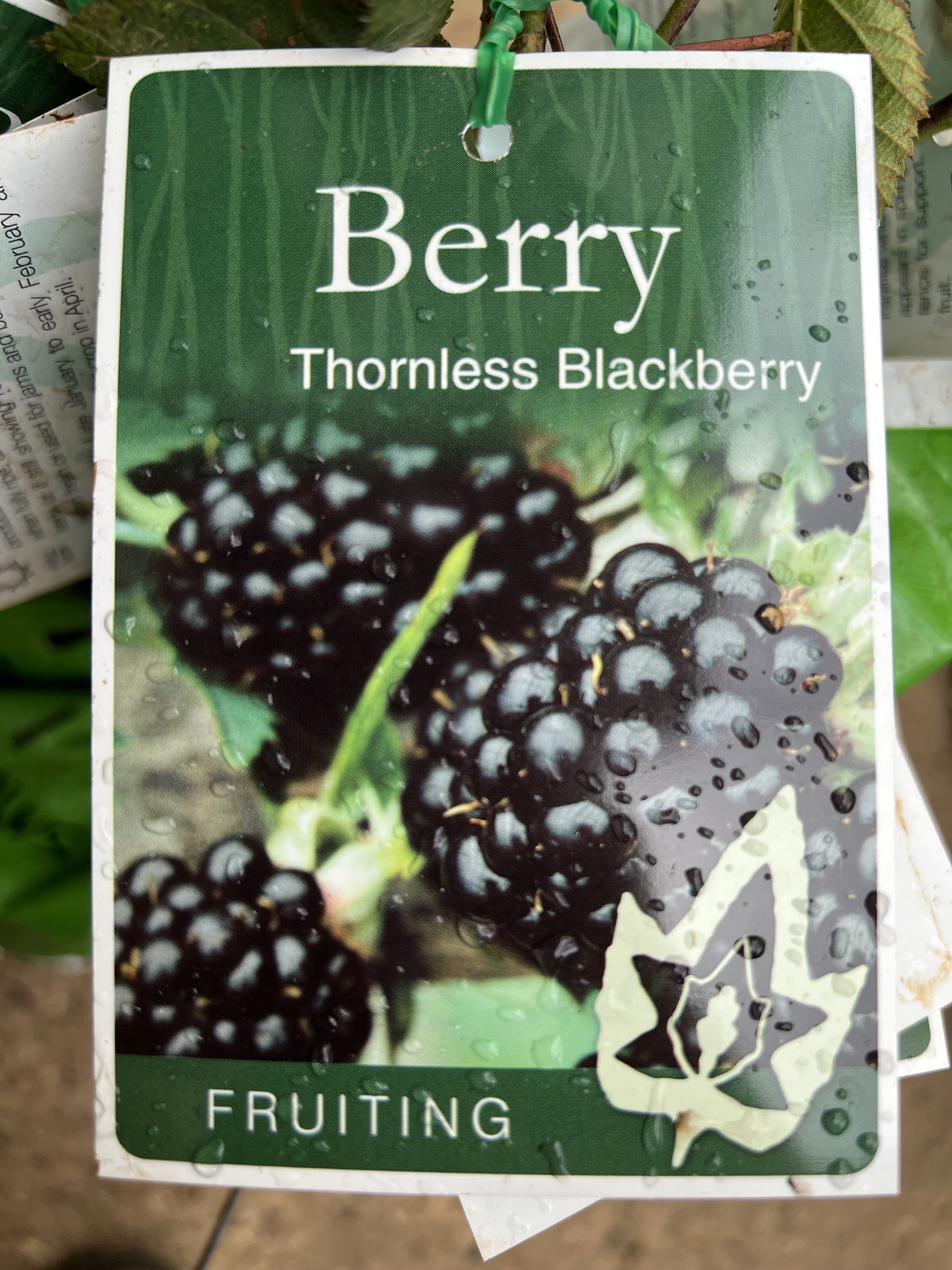 Thornless Blackberry Plants for Sale - Fresh, Sweet & Juicy Homegrown Berries - Perfect for Gardens, Smoothies & Desserts