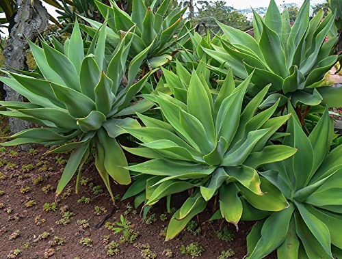 Rare Agave Attenuata Spineless Agaves (TYK) Succulent Plant Seeds - Pack of 15 for Aloe Gardens, Drought-Tolerant Landscaping & Xeriscaping