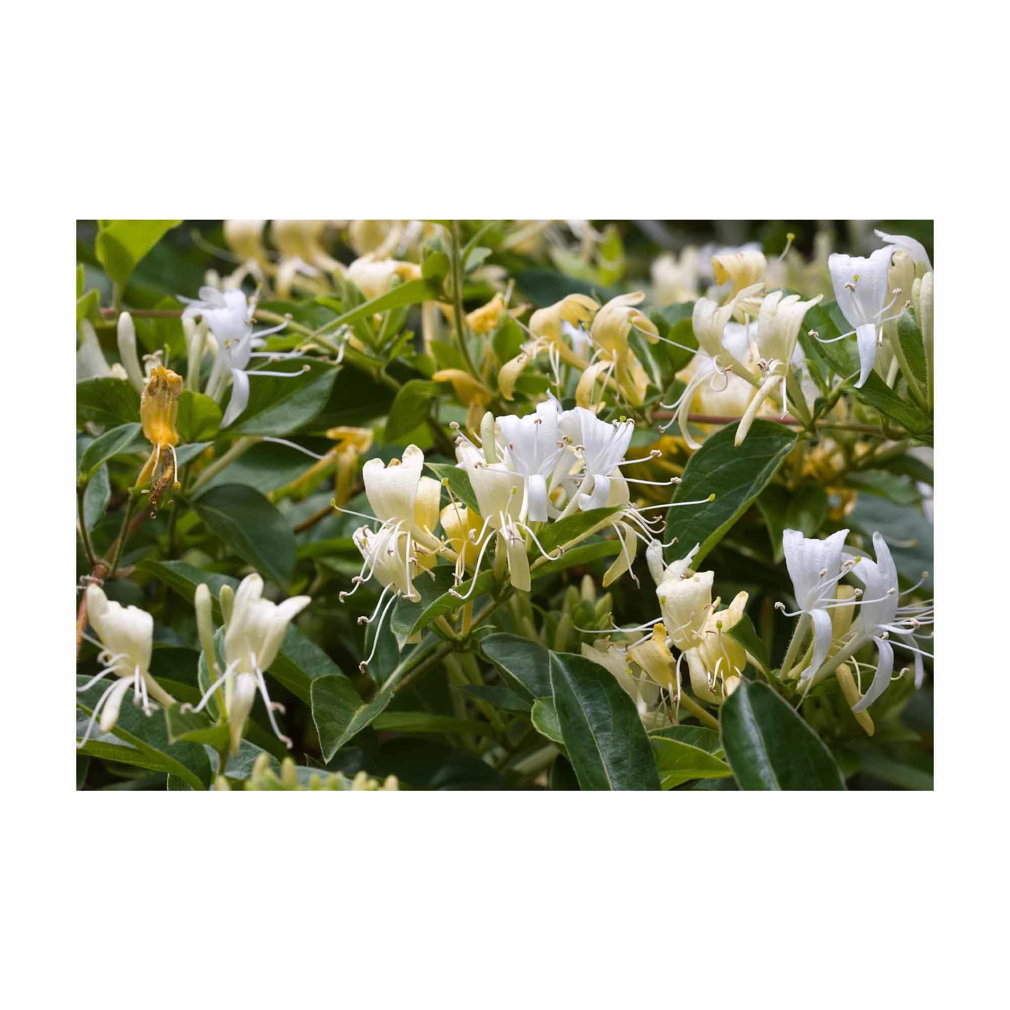 4x 100g Natural Honeysuckle Scented Plant Oil Soap Bars - Pure Vegetable Base, Vegan & Cruelty-Free - Handmade in Australia | Gentle Cleansing for Face, Body & Sensitive Skin