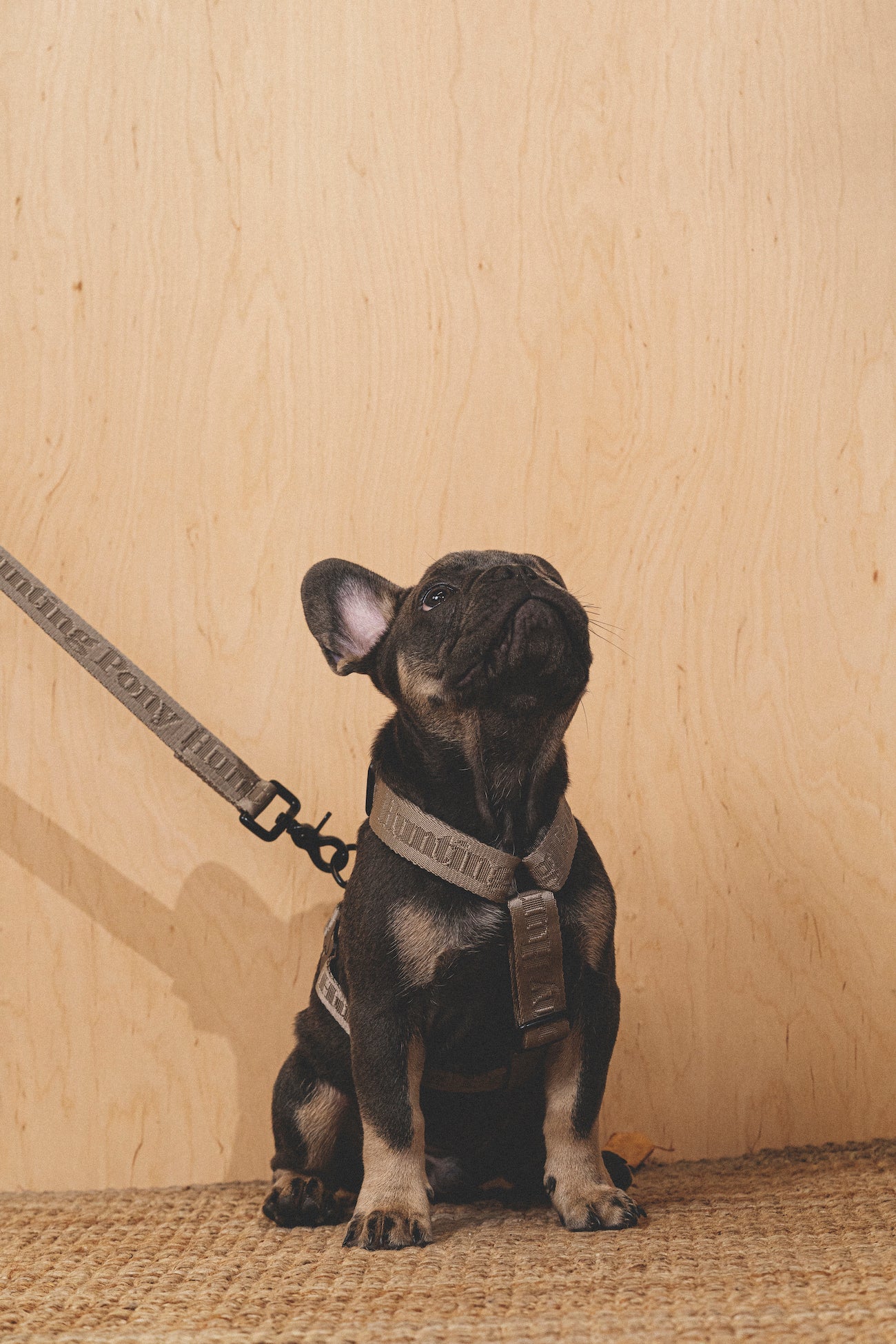 Comfy Walk Kit - Adjustable Dog Leash & Harness Set in Gray for Small to Medium Dogs - Perfect for Walking, Training & Outdoor Adventures