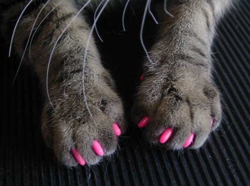 Glitter Pink Soft Pet Nail Caps for Cats & Dogs - Medium Size | Safe & Comfortable Nail Covers for Indoor Pets | Perfect for Hardwood Floors & Furniture Protection