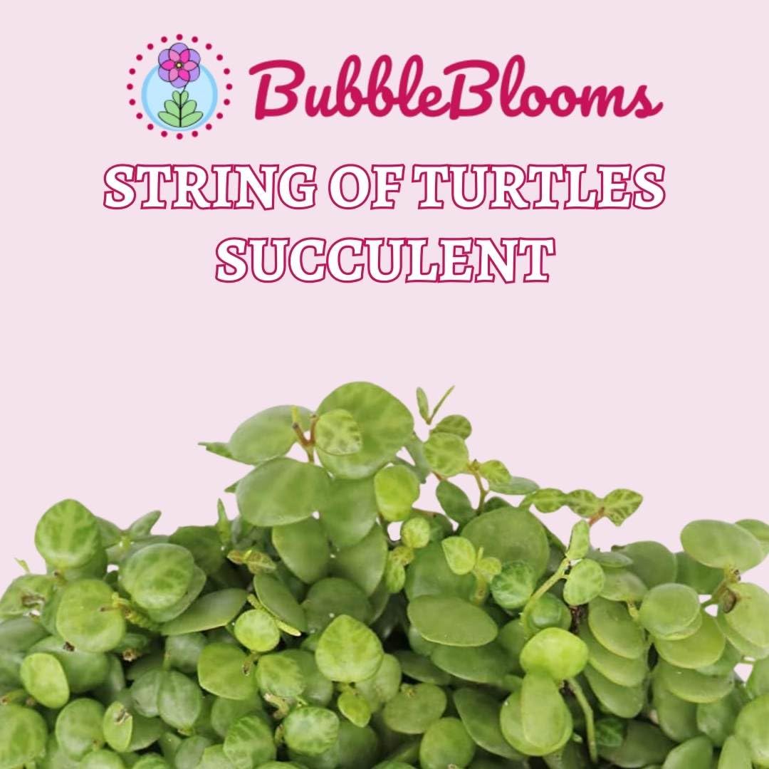 BubbleBlooms String of Turtles Plant - Peperomia Prostrata in 2 Inch Pot | Rare Succulent for Home Decor, Office Desk & Indoor Gardening