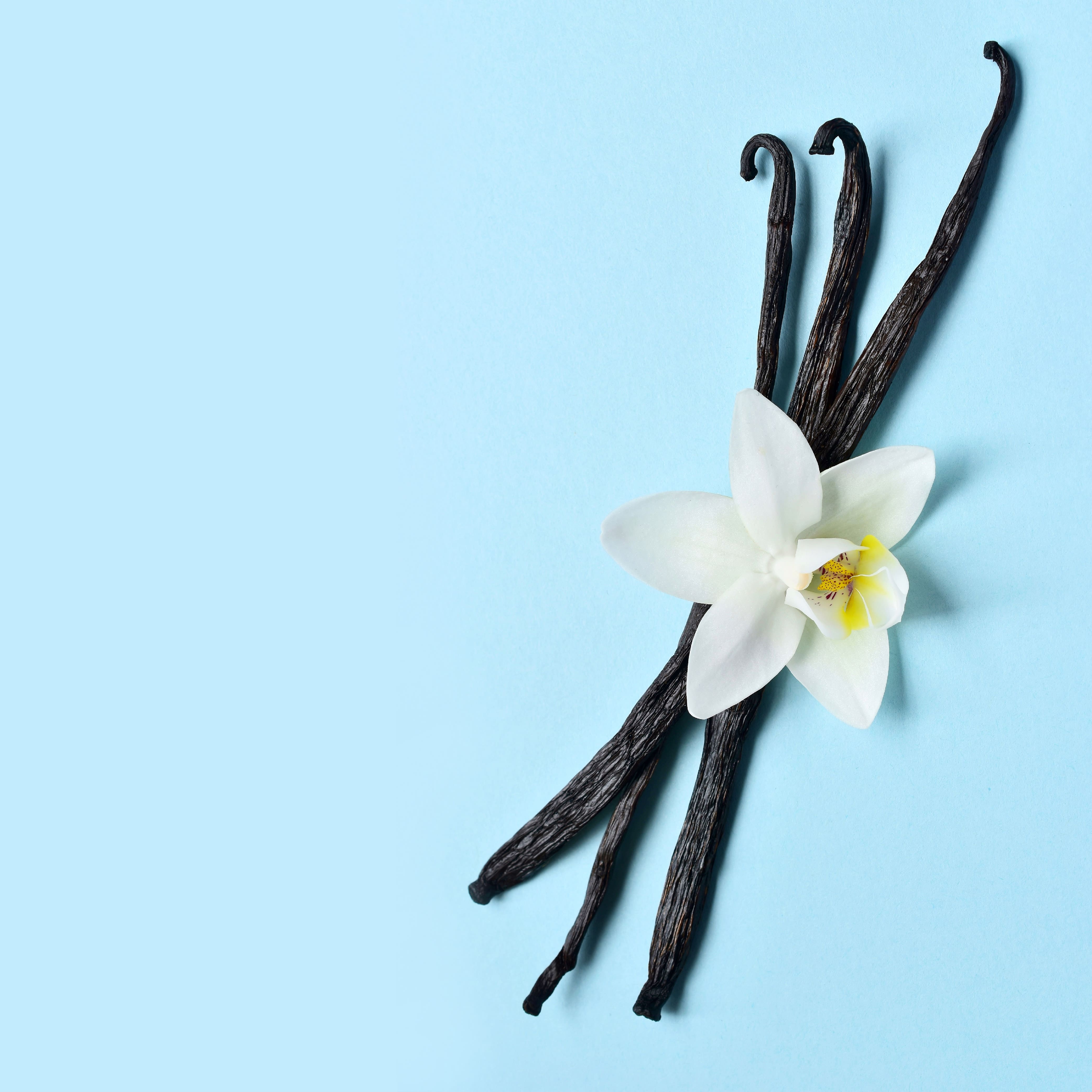NO. 1113 Iced Vanilla Woods Fragrance Oil for Cold Air Diffusers - Bath & Body Works Inspired Scent - Perfect for Home, Office & Spa Relaxation