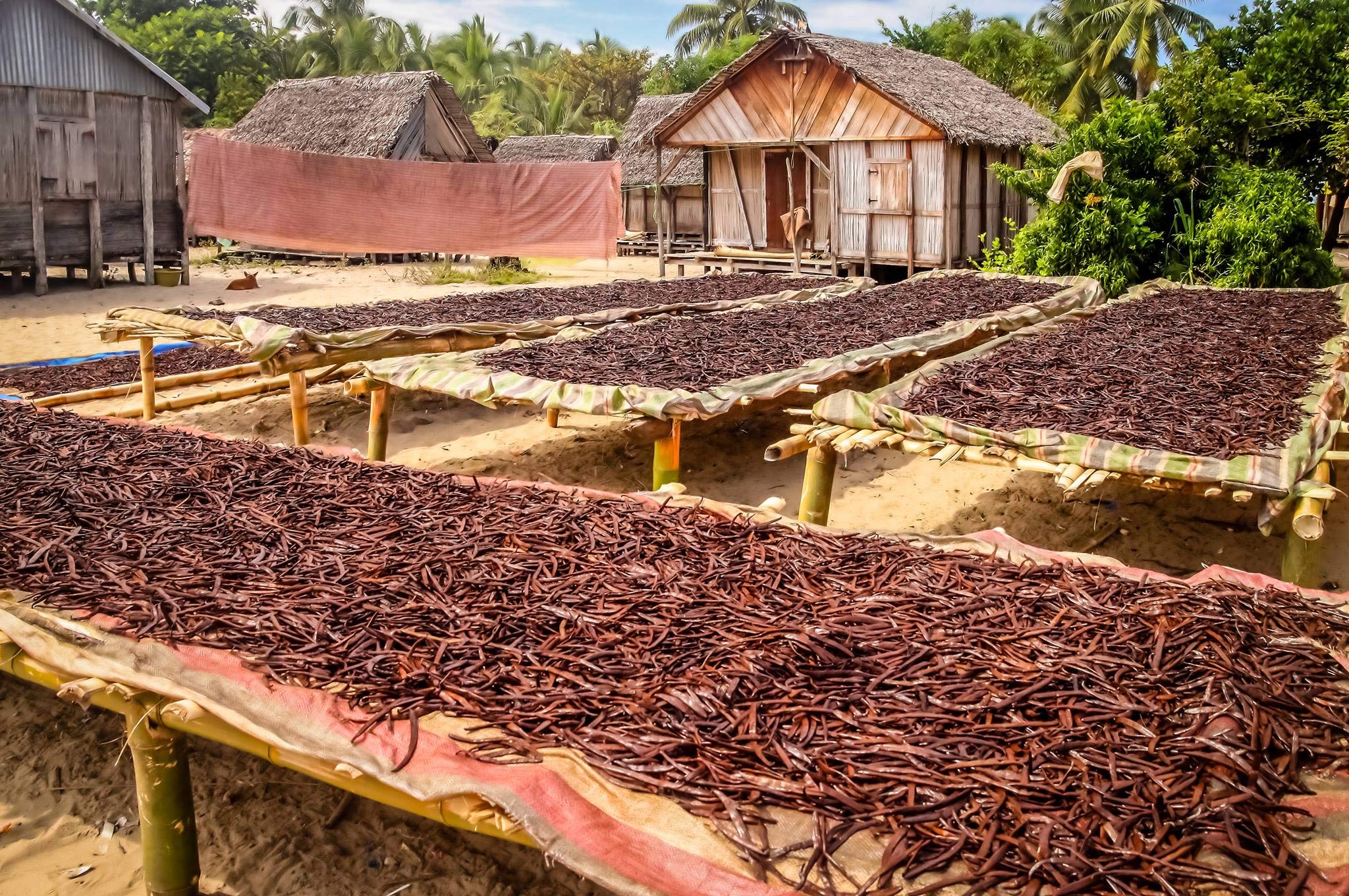 Premium 1 LB Grade A Mexican Vanilla Beans Whole Pods - 16oz Gourmet Vanilla for Baking, Homemade Extract & Cooking | Veracruz-Grown for Rich Flavor | Perfect for Desserts, Ice Cream & Coffee Recipes