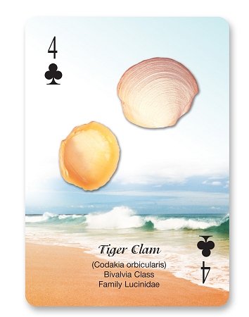 Seashells of The Seashore Playing Card Deck - Premium Ocean-Themed Cards for Collectors & Games | Perfect for Beach Parties, Casino Nights & Gift Giving