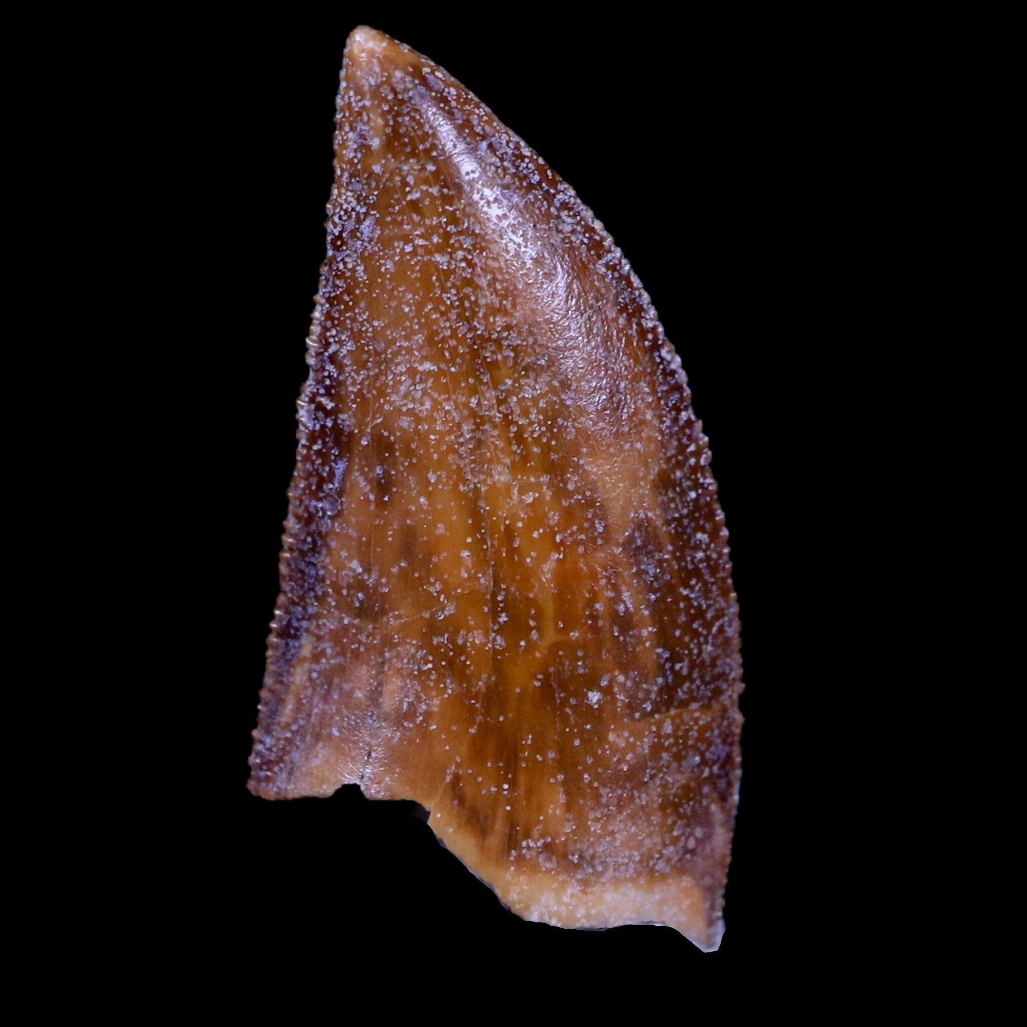 Authentic Majungasaurus Serrated Dinosaur Tooth Fossil from Madagascar - Cretaceous Period with COA - Perfect for Paleontology Collections & Educational Displays