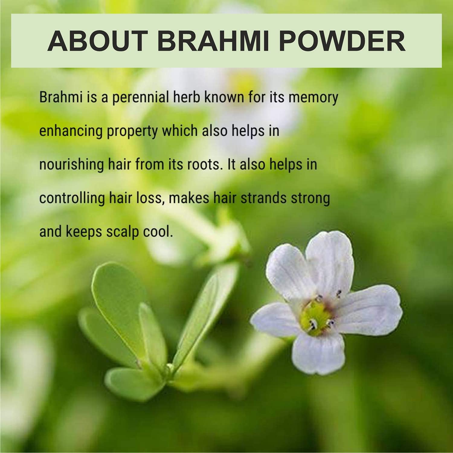 Oilanic 100% Pure & Natural Brahmi Powder for Skin & Hair Care - 3 Pack (300g) | Ayurvedic Herbal Supplement for Hair Growth, Scalp Health & Glowing Skin - Perfect for DIY Face Masks & Hair Treatments