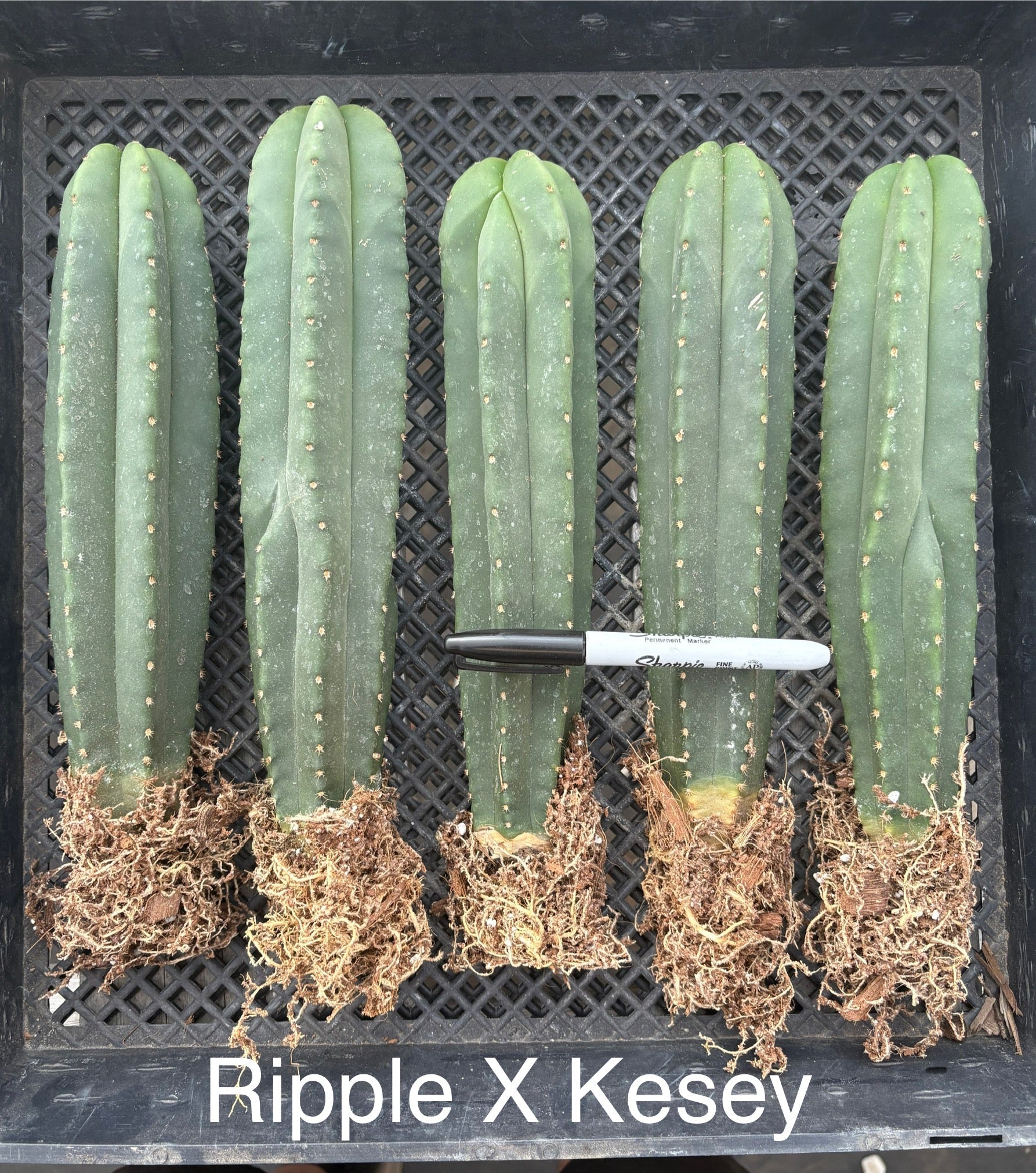 Affordable Trichocereus Hybrid Cactus Plants - Bare Root Specimens for Desert Landscaping & Home Decor | EC185