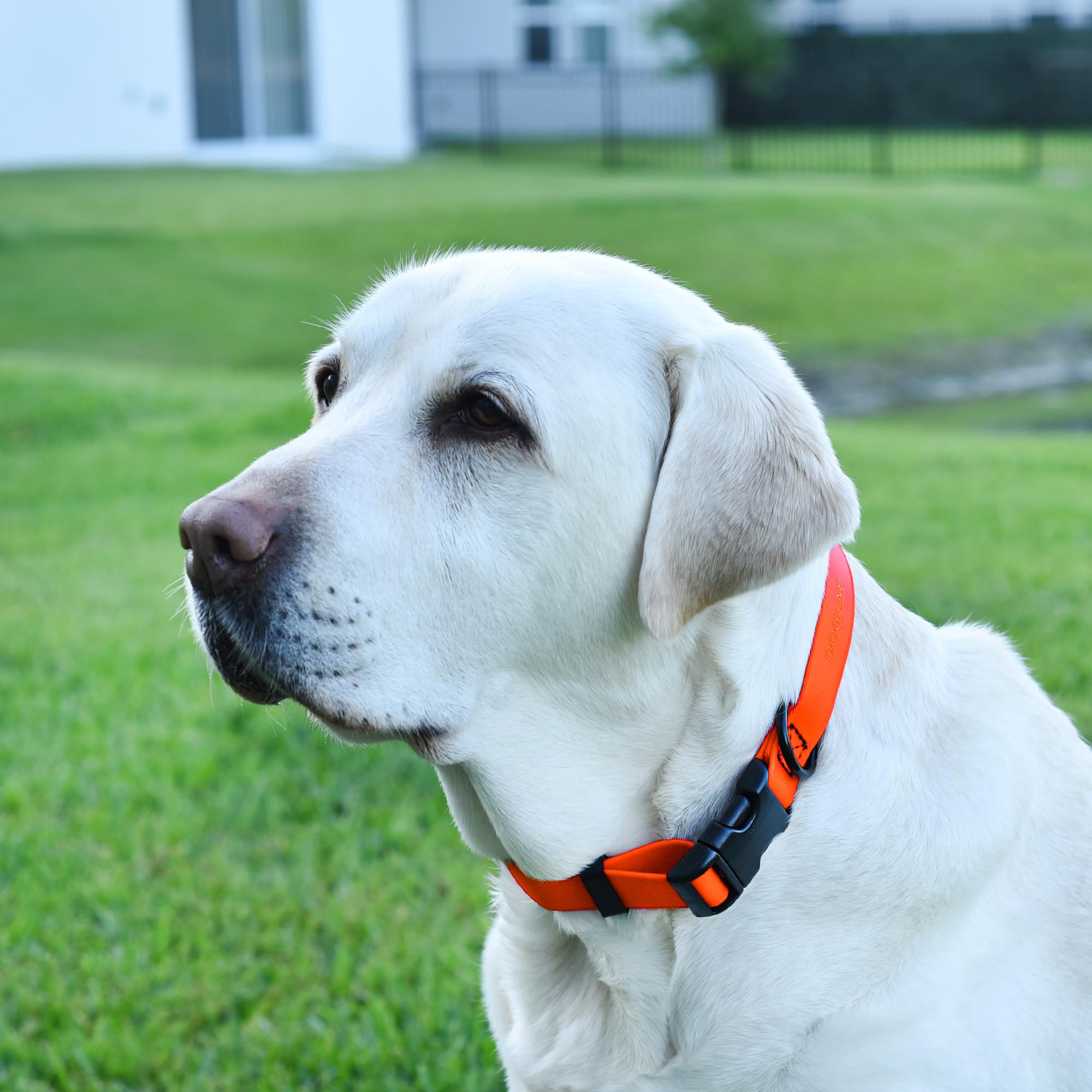 **Waterproof Biothane Dog Collar with Quick Release Buckle - Odor-Proof, Easy to Clean - Strong Coated Nylon Webbing - Fits Small, Medium & Large Dogs (Orange, 1