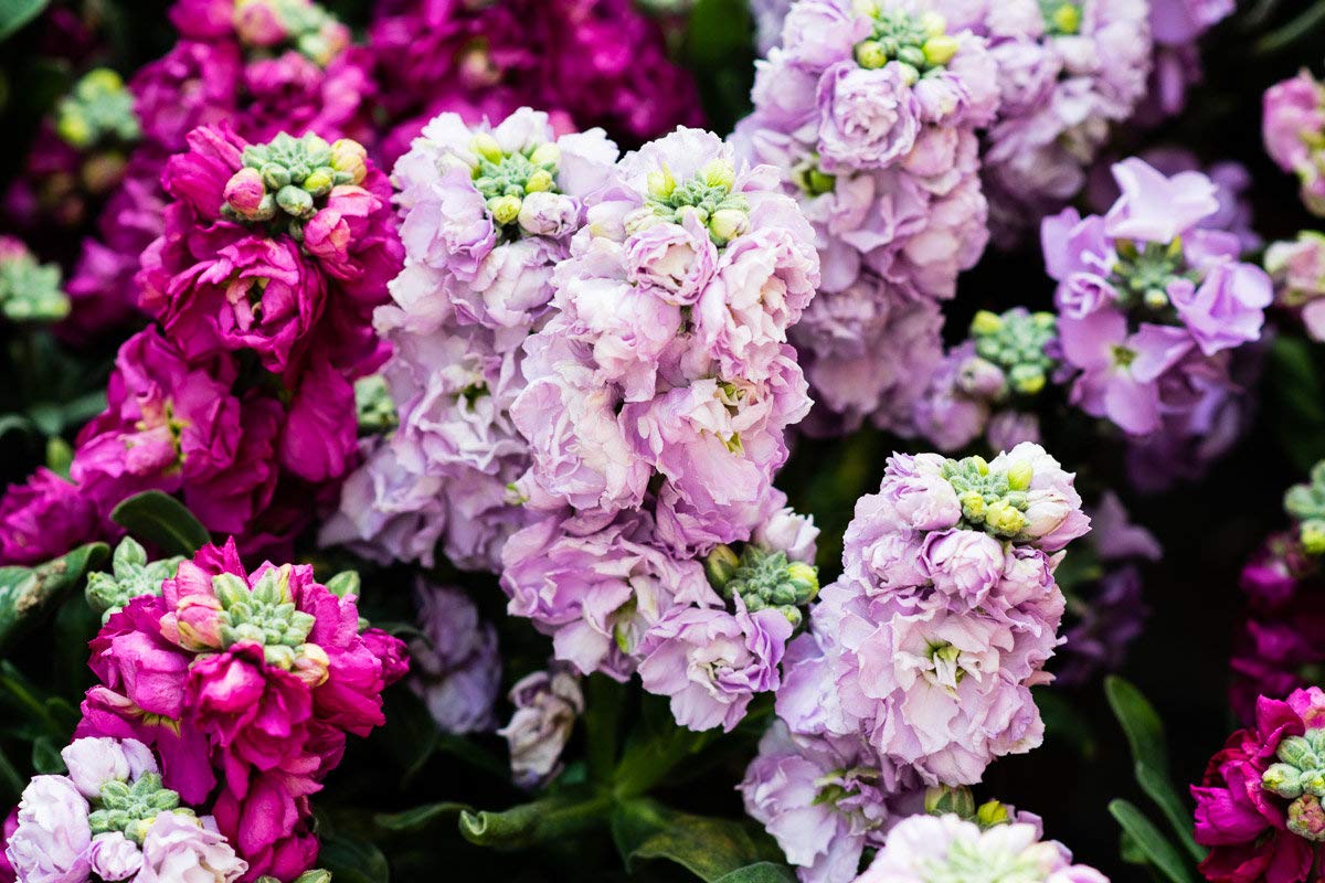 Brompton Common Hoary Stock Dwarf Mix Seeds (Matthiola Incana) - Non-GMO Annual Flower Seeds for Gardens, Borders & Containers