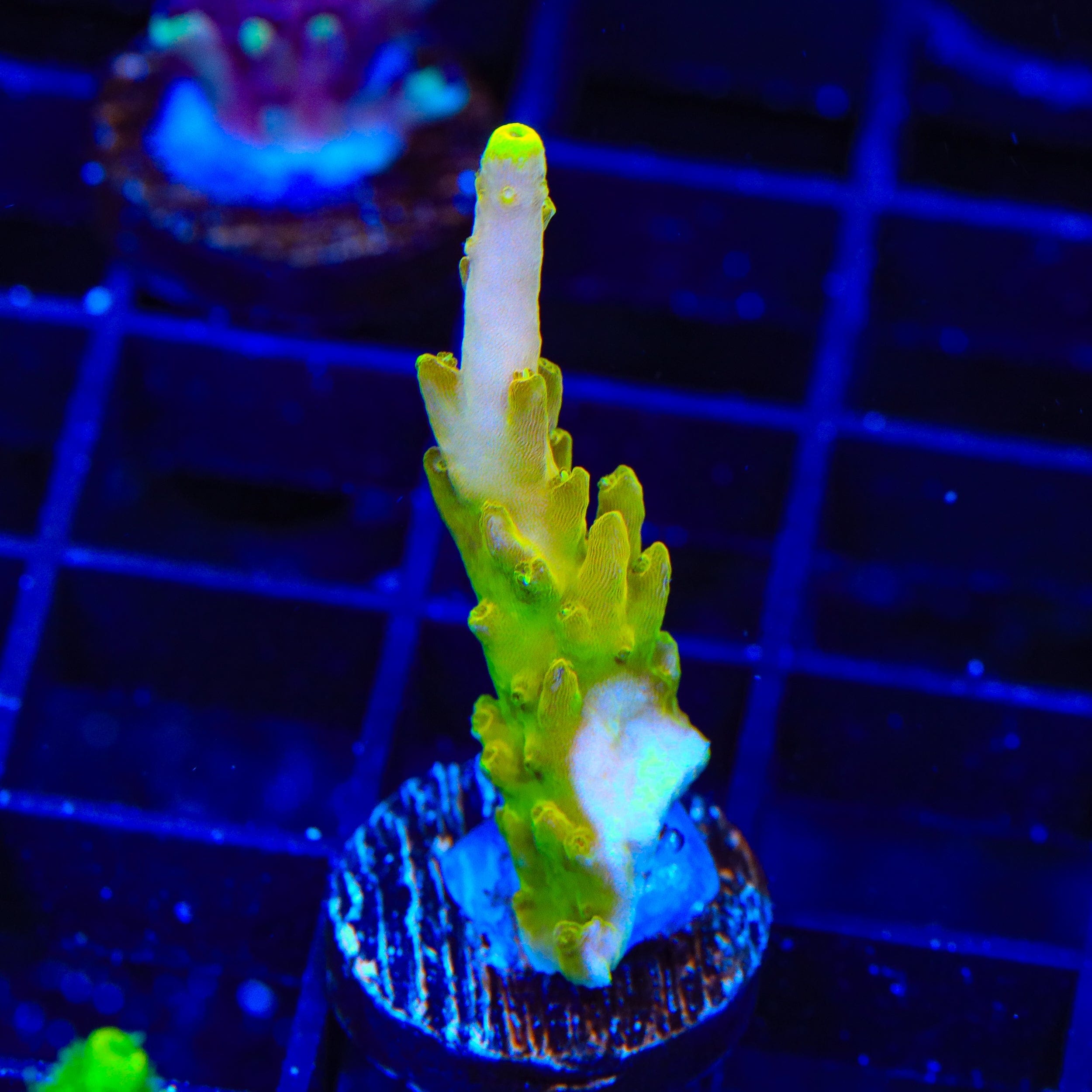 CB Golden Jawdropper Acropora Coral - Premium Saltwater Aquarium Coral for Reef Tanks | Perfect for Coral Fragging and Marine Aquascaping