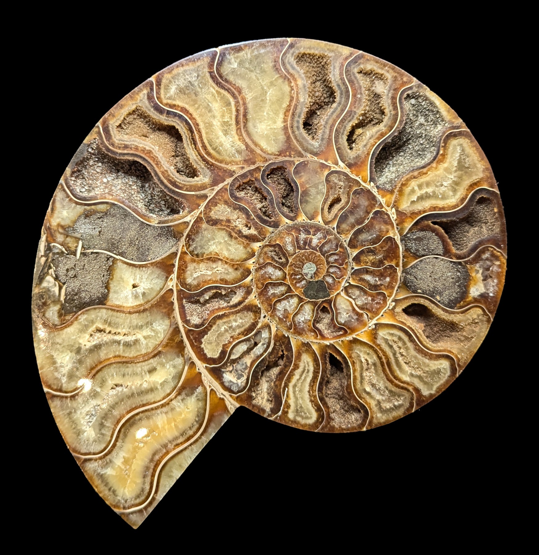 Premium Cut & Polished Agatized Ammonite Pair Specimen - Rare Fossil Collectible for Home Decor & Gift Giving