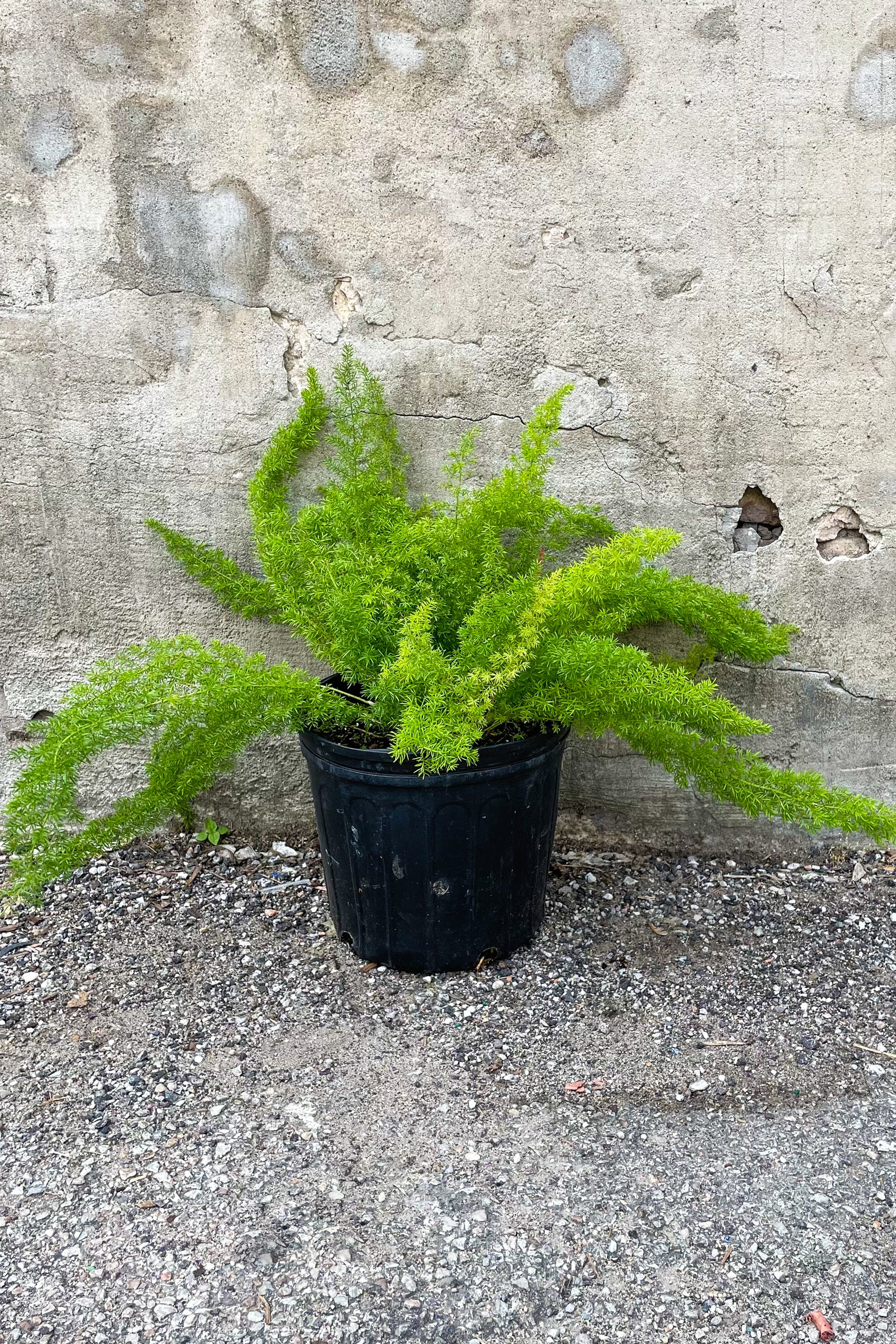 Buy Asparagus densiflorus 'Myersii' - 10 Pack of Foxtail Fern Plants for Indoor & Outdoor Gardening - Perfect for Home Decor, Landscaping, and Office Spaces