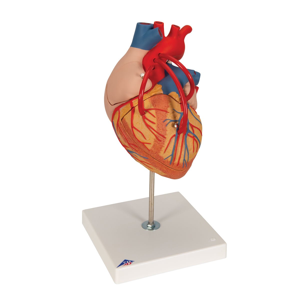 2X Life Size Human Heart Model with Venal Bypass - 4 Part Anatomical Heart for Medical Education & Classroom Demonstration