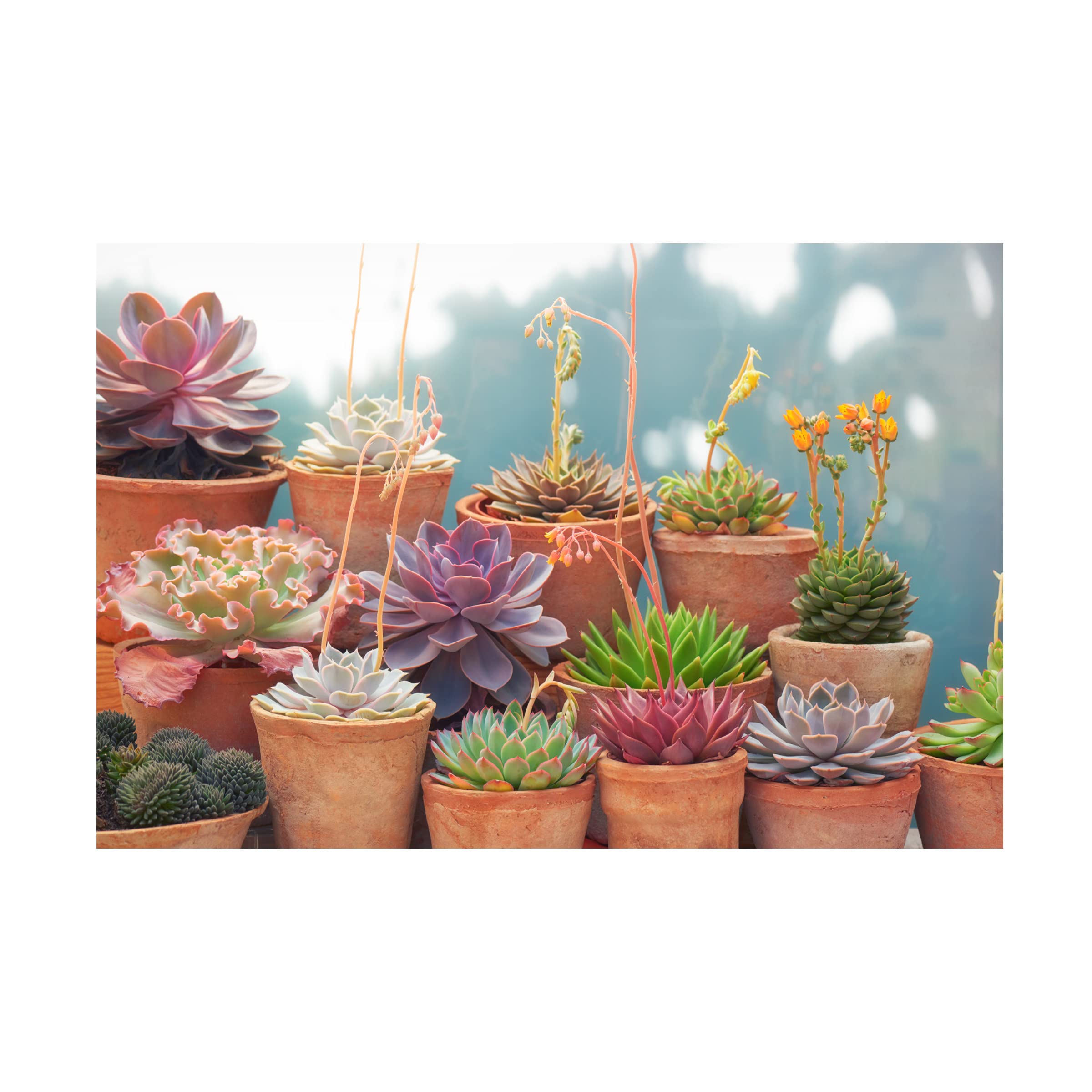 Trademark Fine Art 'Succulents in Terracotta Pots II' Canvas Wall Art by Cora Niele - Perfect for Home Decor, Office & Living Room