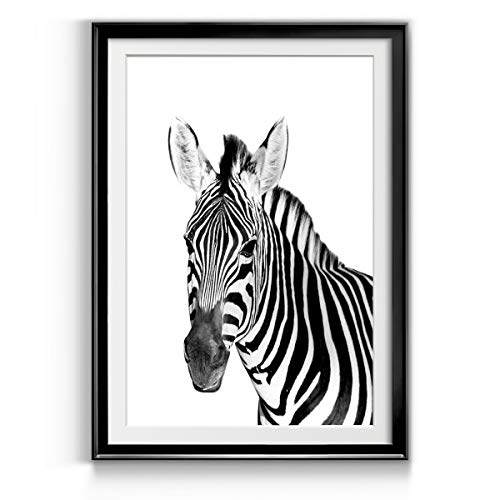 Safari Zebra