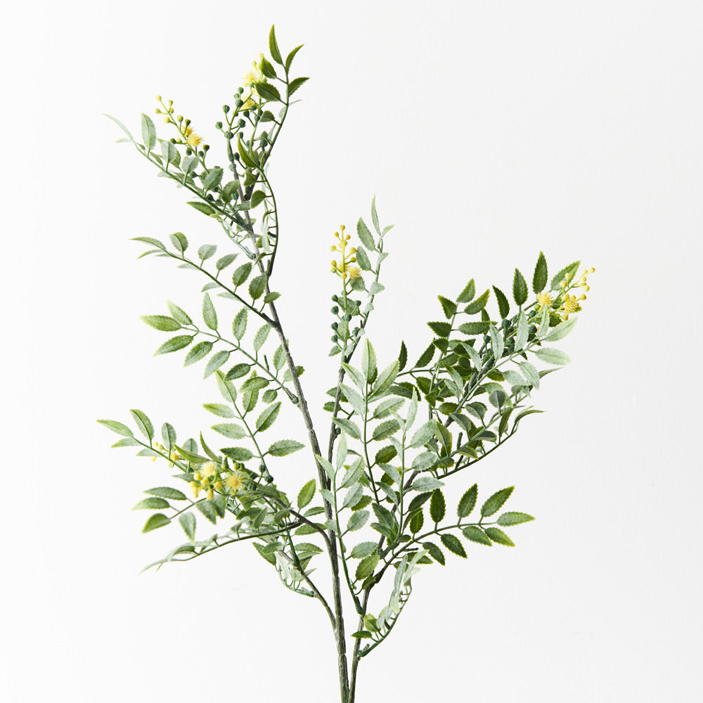 Wattle Leaf Spray - Natural Plant Extract for Skin Care & Hair Growth | Organic & Vegan | Perfect for Daily Skincare Routine & Scalp Treatment