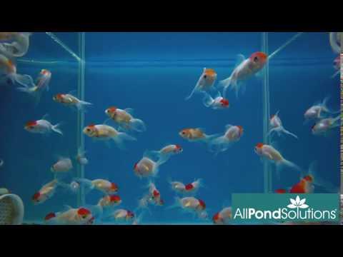 Premium Red Cap Oranda Goldfish (Carassius auratus) - Stunning Aquarium Centerpiece for Home & Office Decor