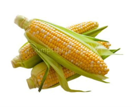 Organic Non-GMO Sweet Corn Seeds - 30+ Two-Tone Hybrid Variety, 9