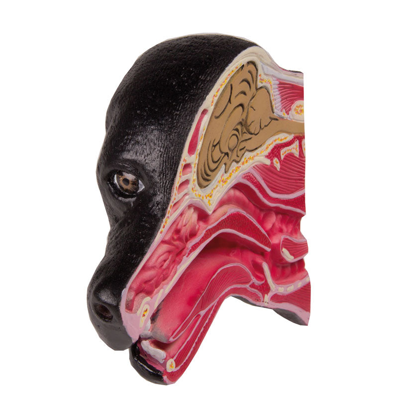 Authentic Dog Head Replica - Lifelike Canine Skull Model for Veterinary Study, Animal Anatomy Education & Halloween Decor