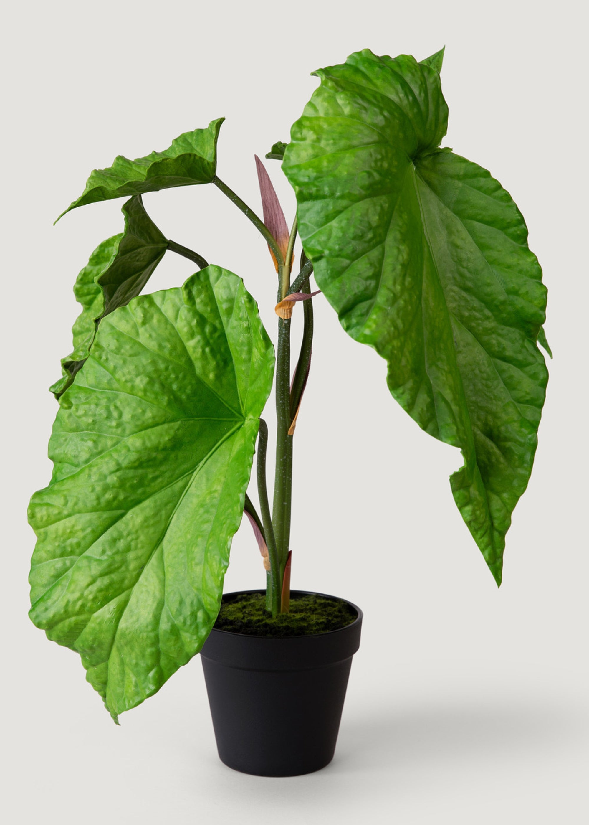 Artificial Tropical Alocasia Leaf Plant in Pot - 21